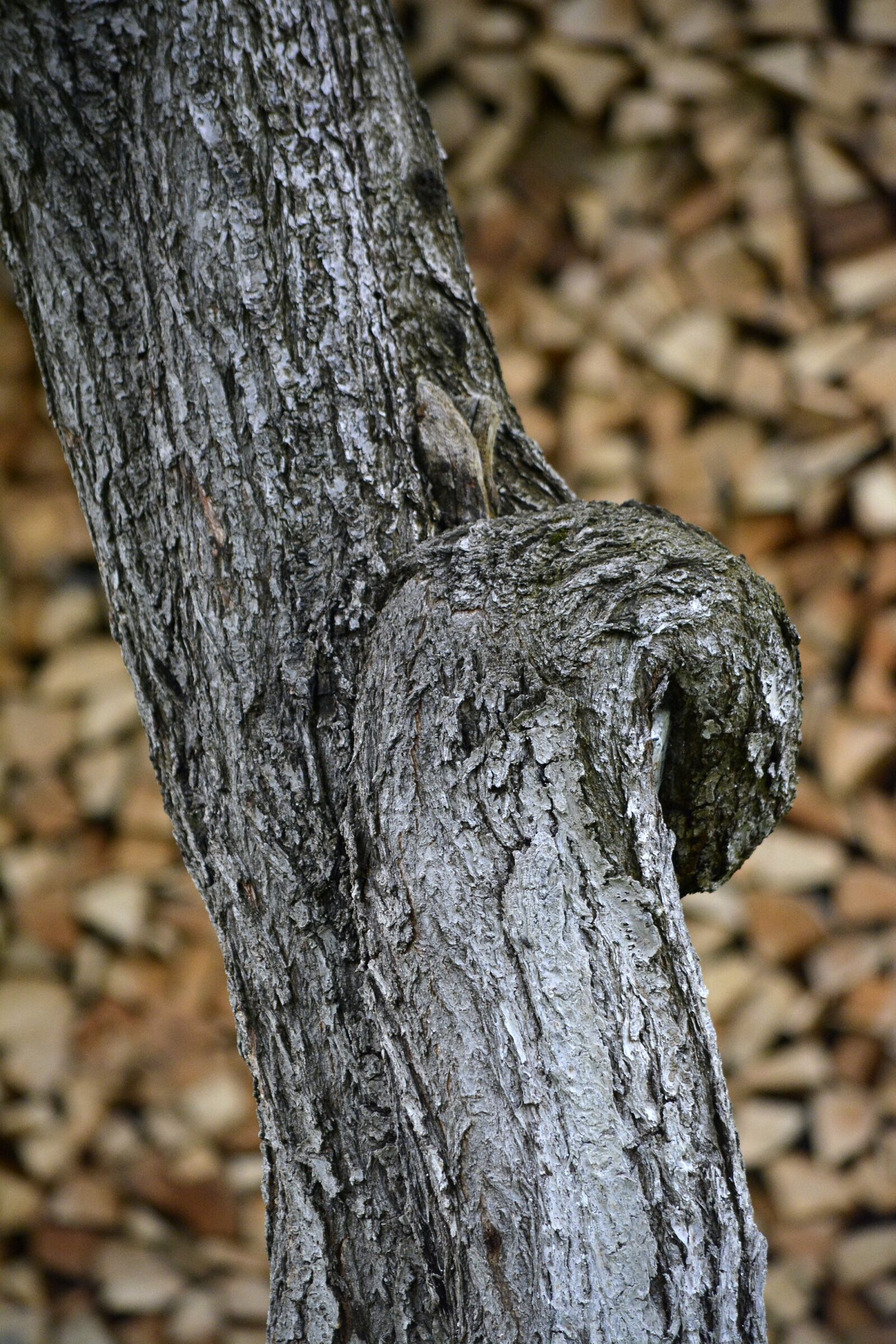 Nikon D5200 sample photo. Tree, core, texture photography