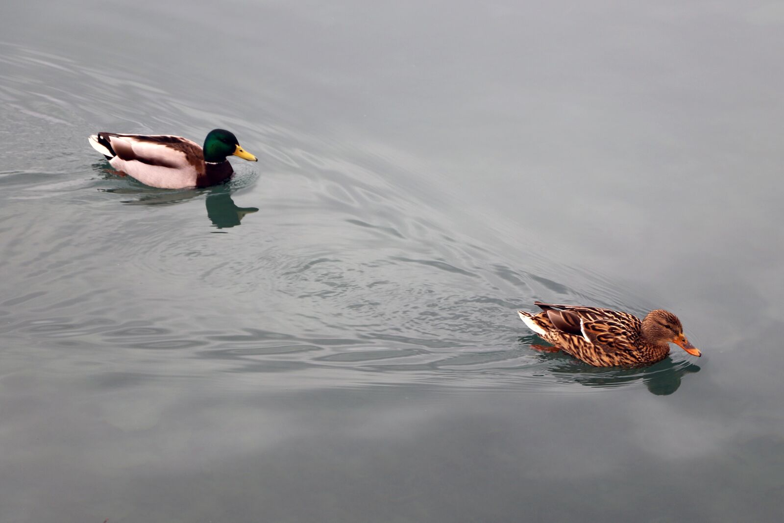 Canon EOS 6D Mark II sample photo. Ducks, couple, water bird photography