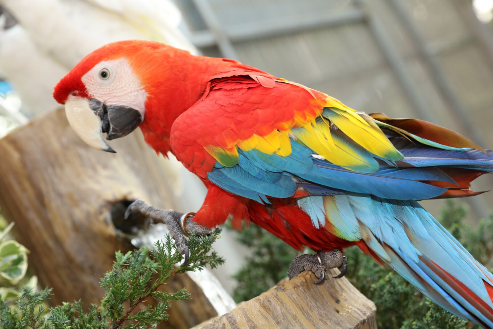 Canon EOS 5DS R + Canon EF 24-70mm F2.8L II USM sample photo. Beautiful macaw, macaw, cute photography