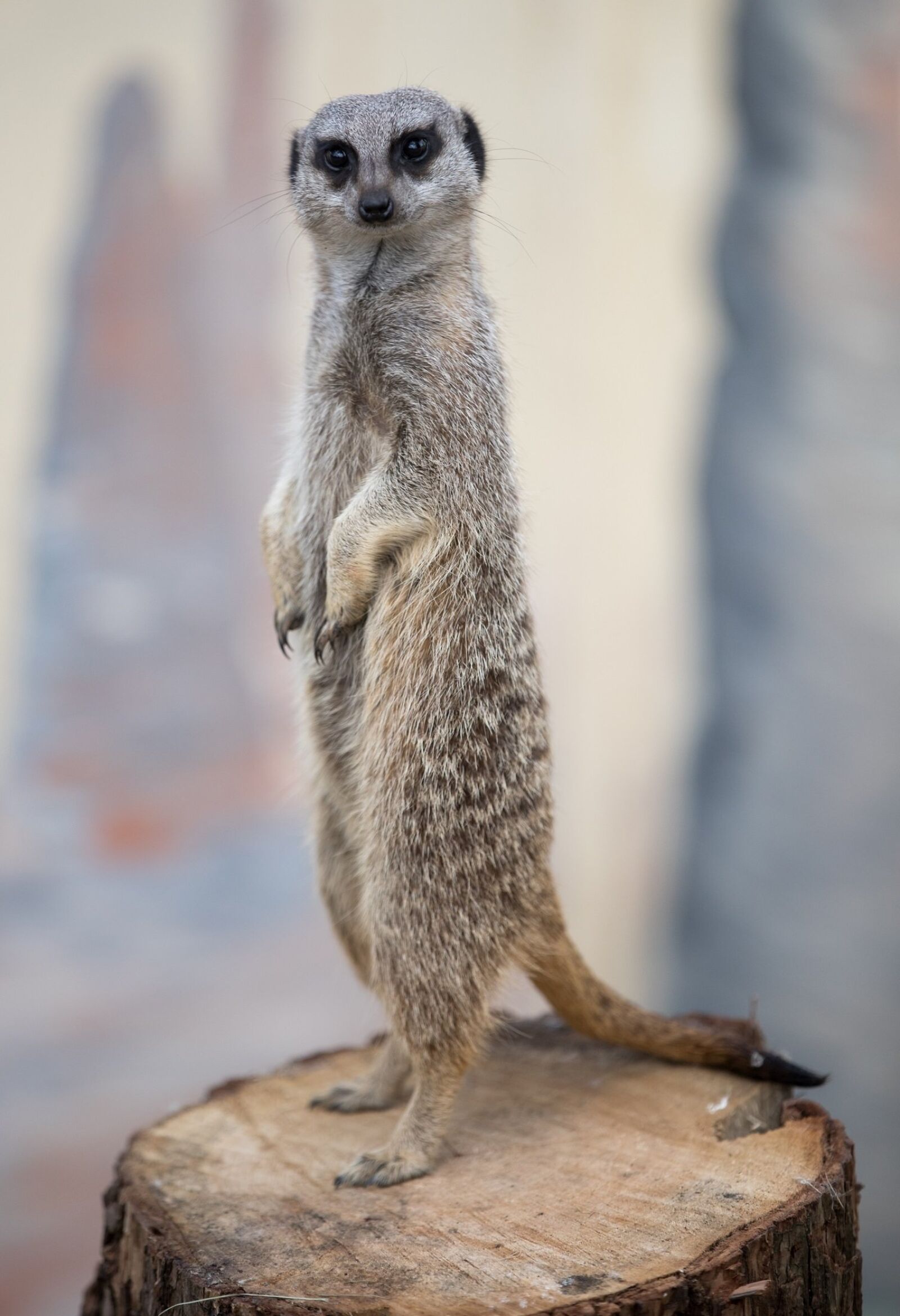 Canon EOS-1D X Mark II sample photo. Meerkat, portrait, facing photography