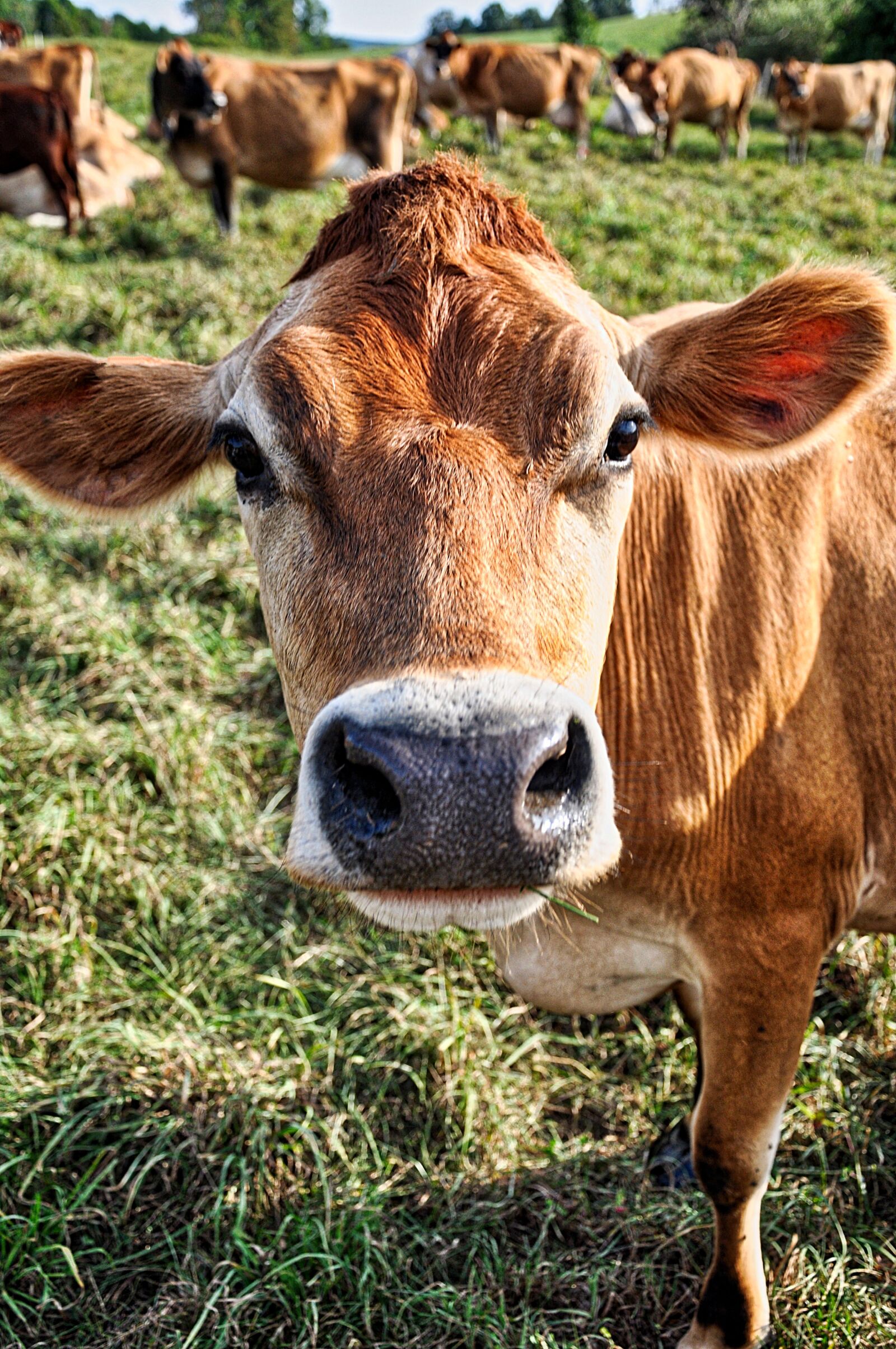 Nikon D90 sample photo. Cow, jersey, dairy photography