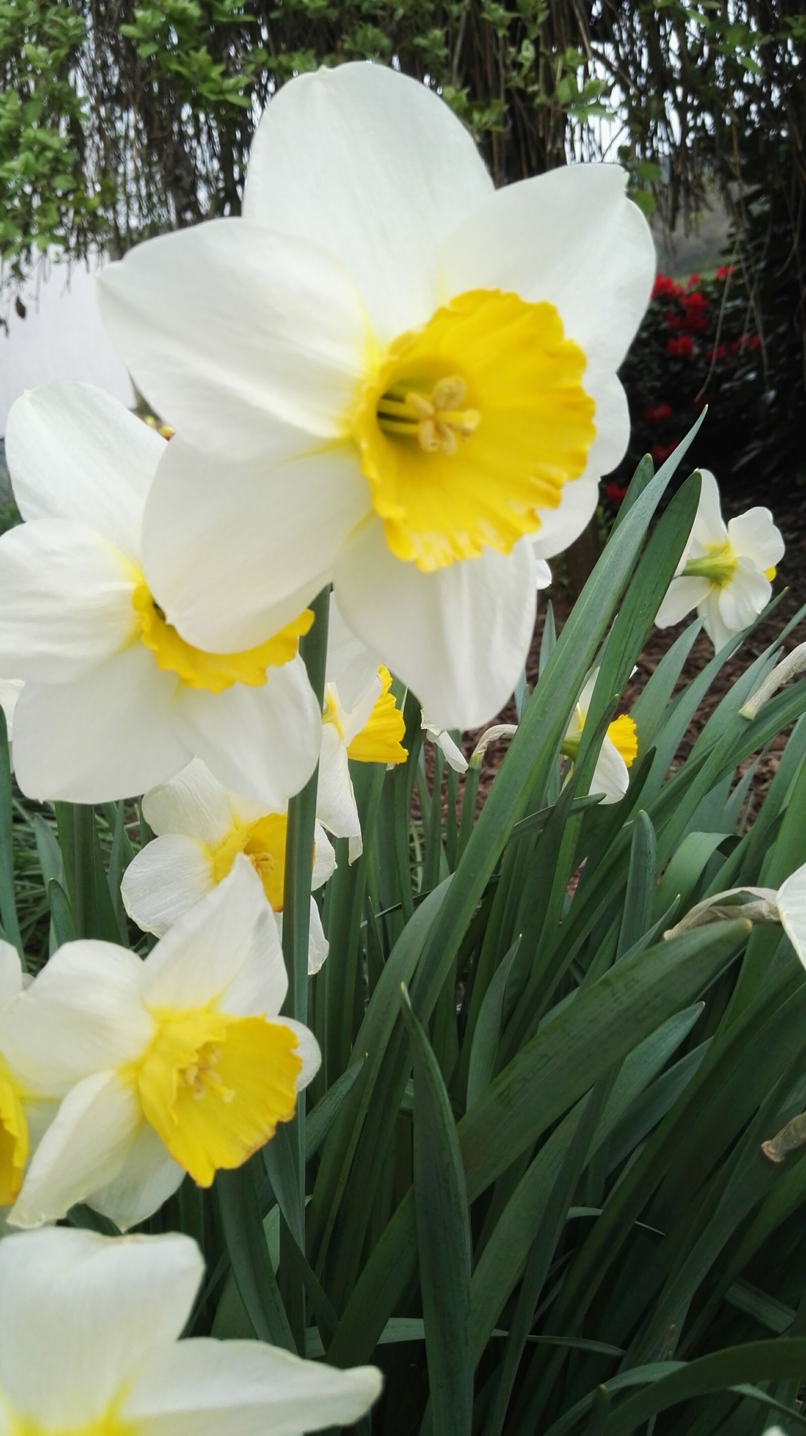 HUAWEI P8 sample photo. Blooming, flowers, spring, white photography