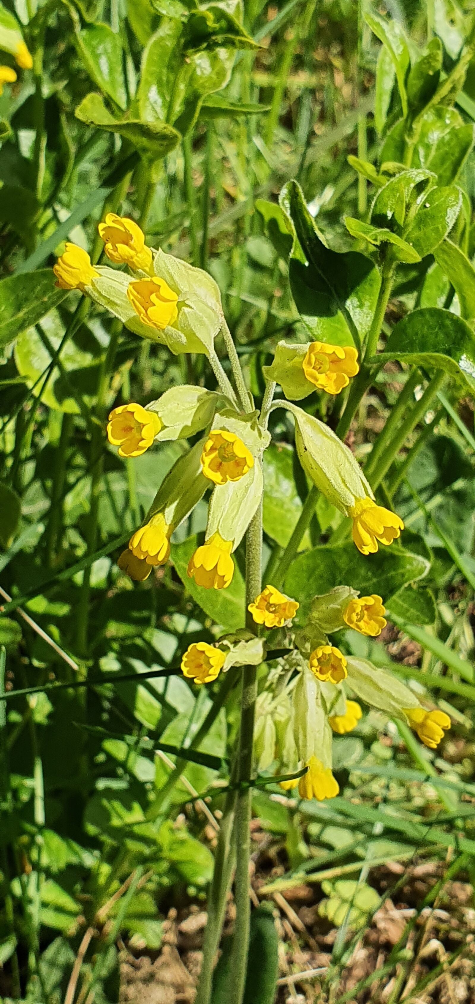 Samsung Galaxy S10 sample photo. Hello, primrose high, fleur photography