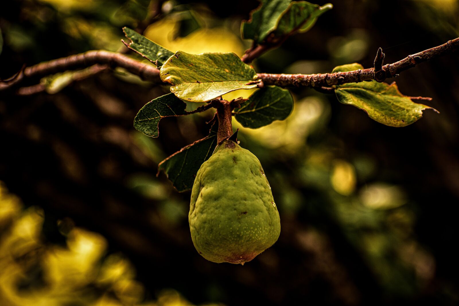 Nikon D3400 sample photo. Fruit, tree, nature photography