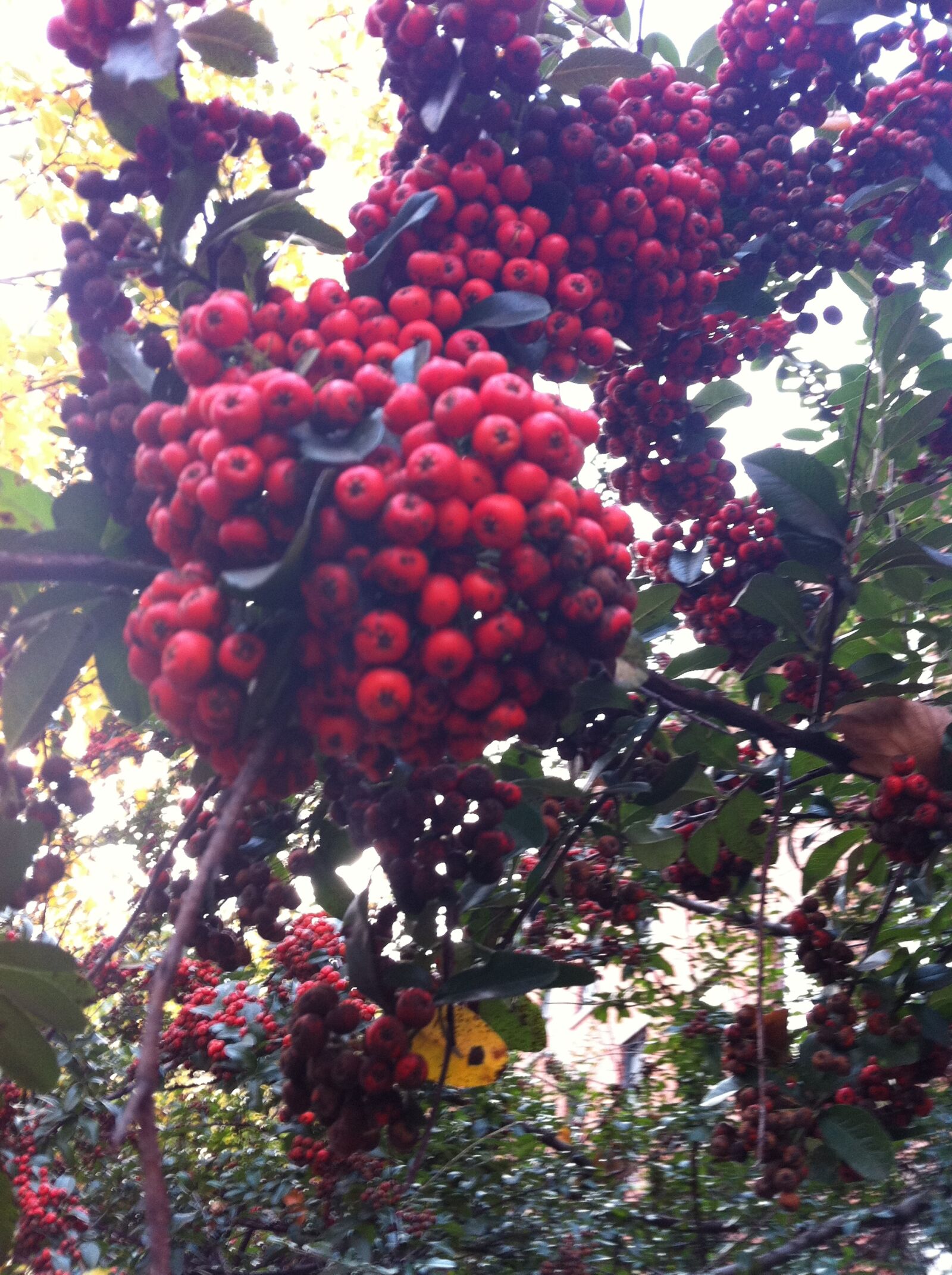 Apple iPhone 4 sample photo