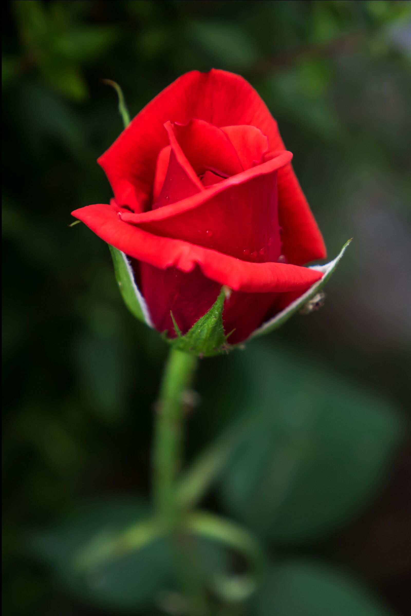 Panasonic Lumix DMC-GH4 + Panasonic Lumix G X Vario 12-35mm F2.8 ASPH Power OIS sample photo. Pink buds, flower, red photography