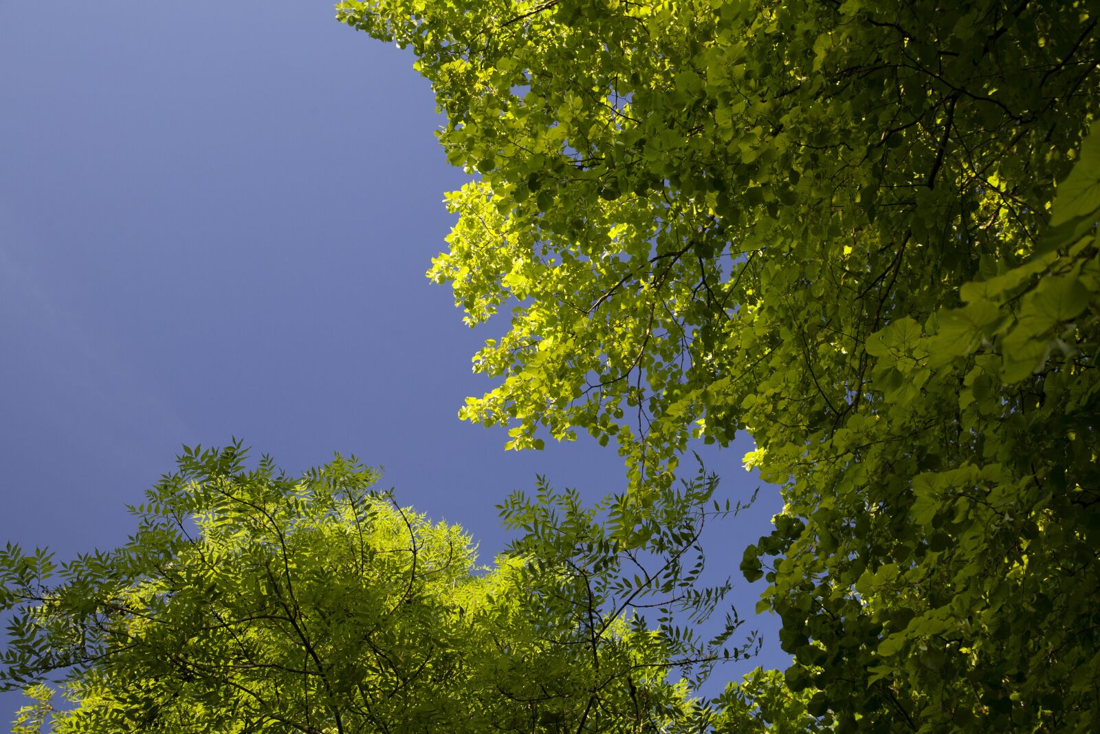 Canon EOS 5D Mark II sample photo. Green, tree, leaves photography