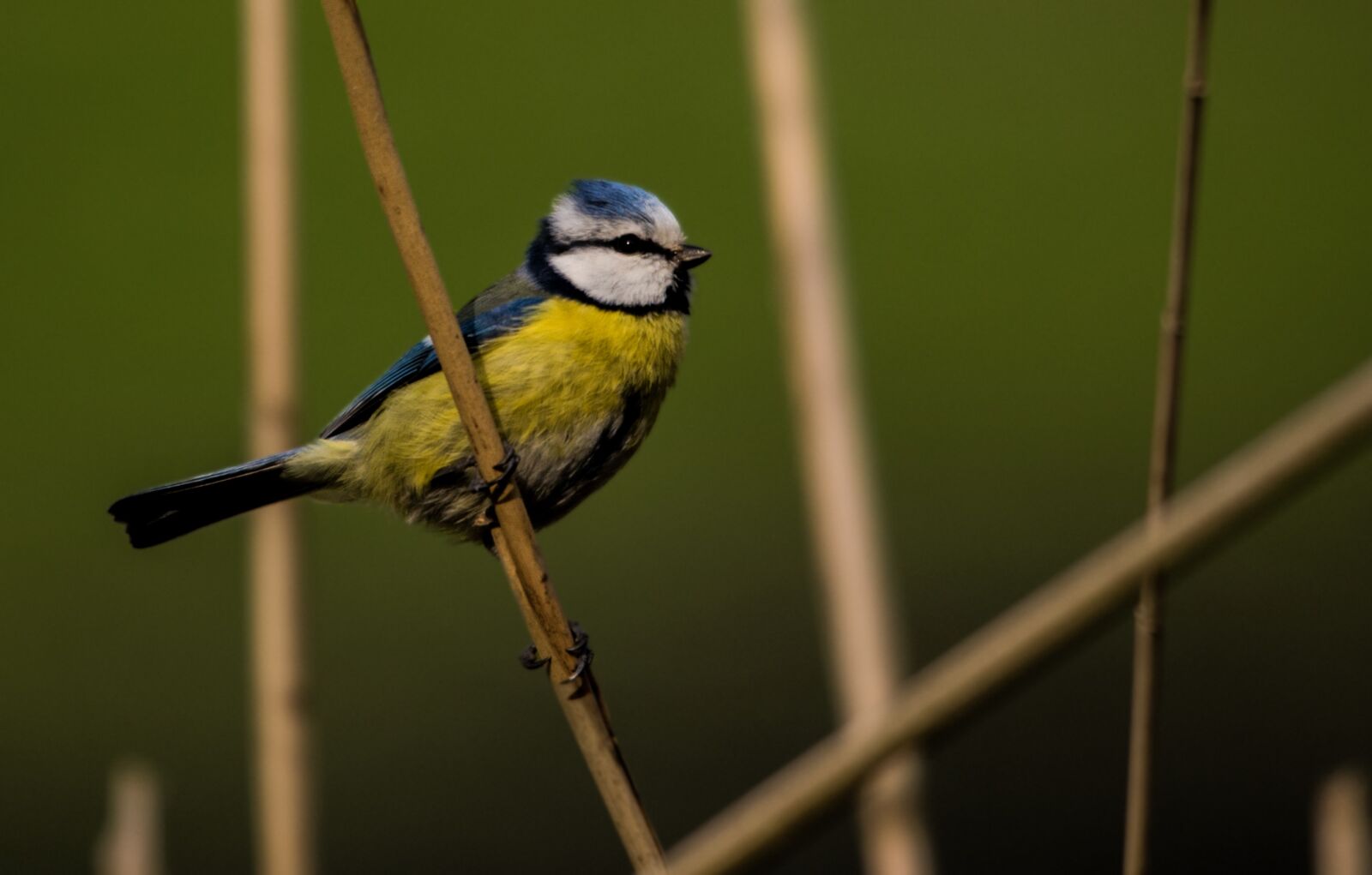 Nikon D610 sample photo. Tit, reed, nature photography