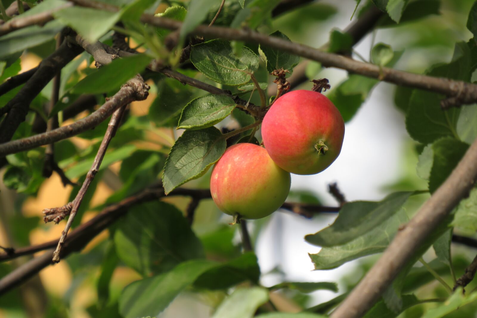 Canon PowerShot SX540 HS sample photo. Apples, tree, green photography