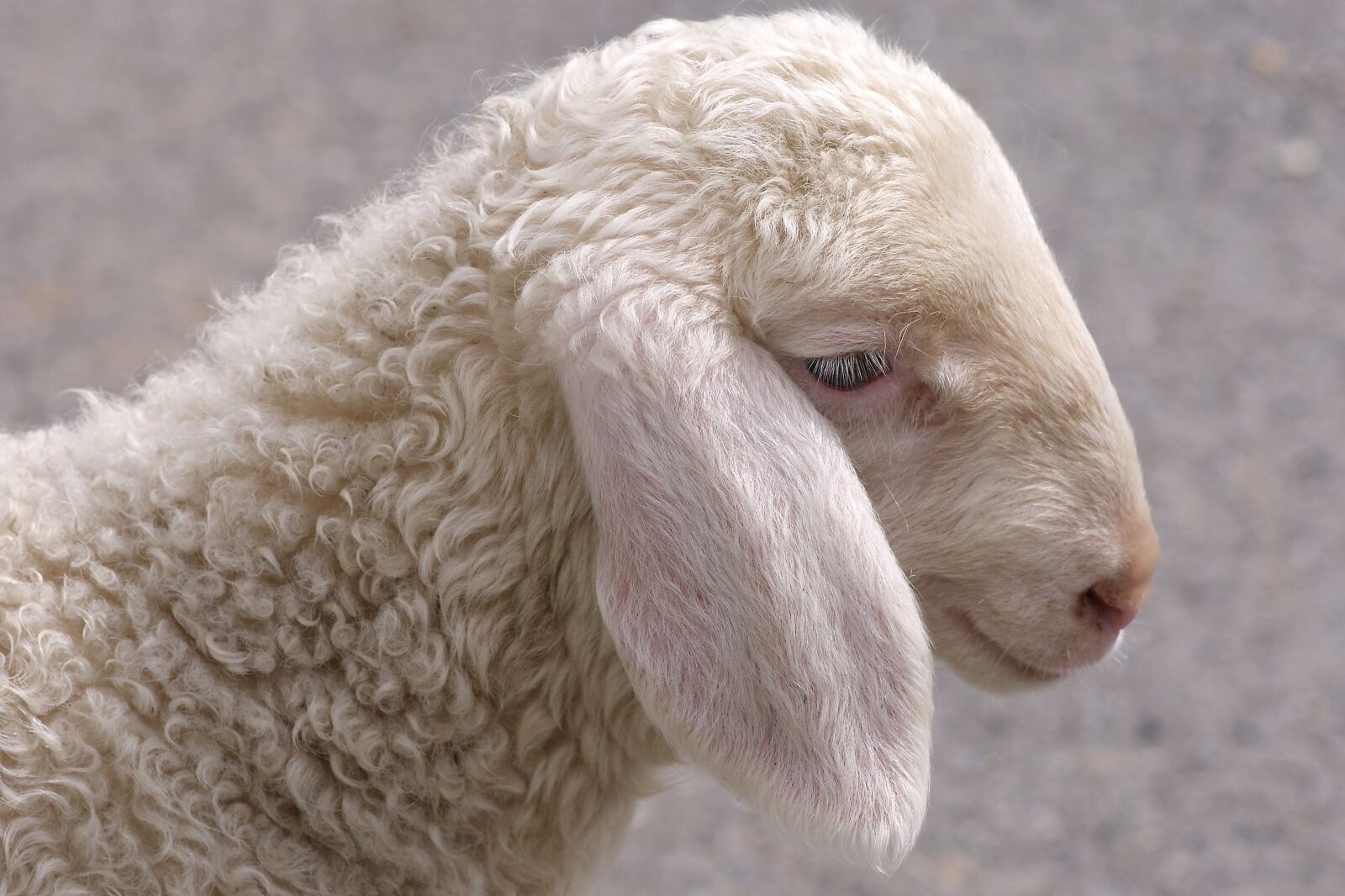 Sony Alpha DSLR-A350 sample photo. Schäfchen, lamb, young photography