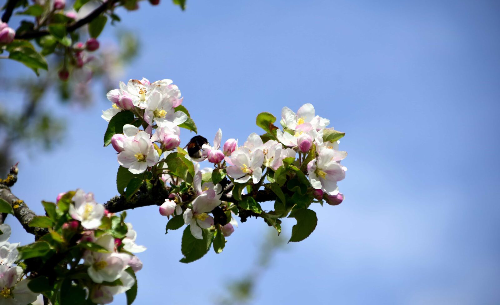 Nikon D3300 sample photo. Branch, flower, garden, flora photography