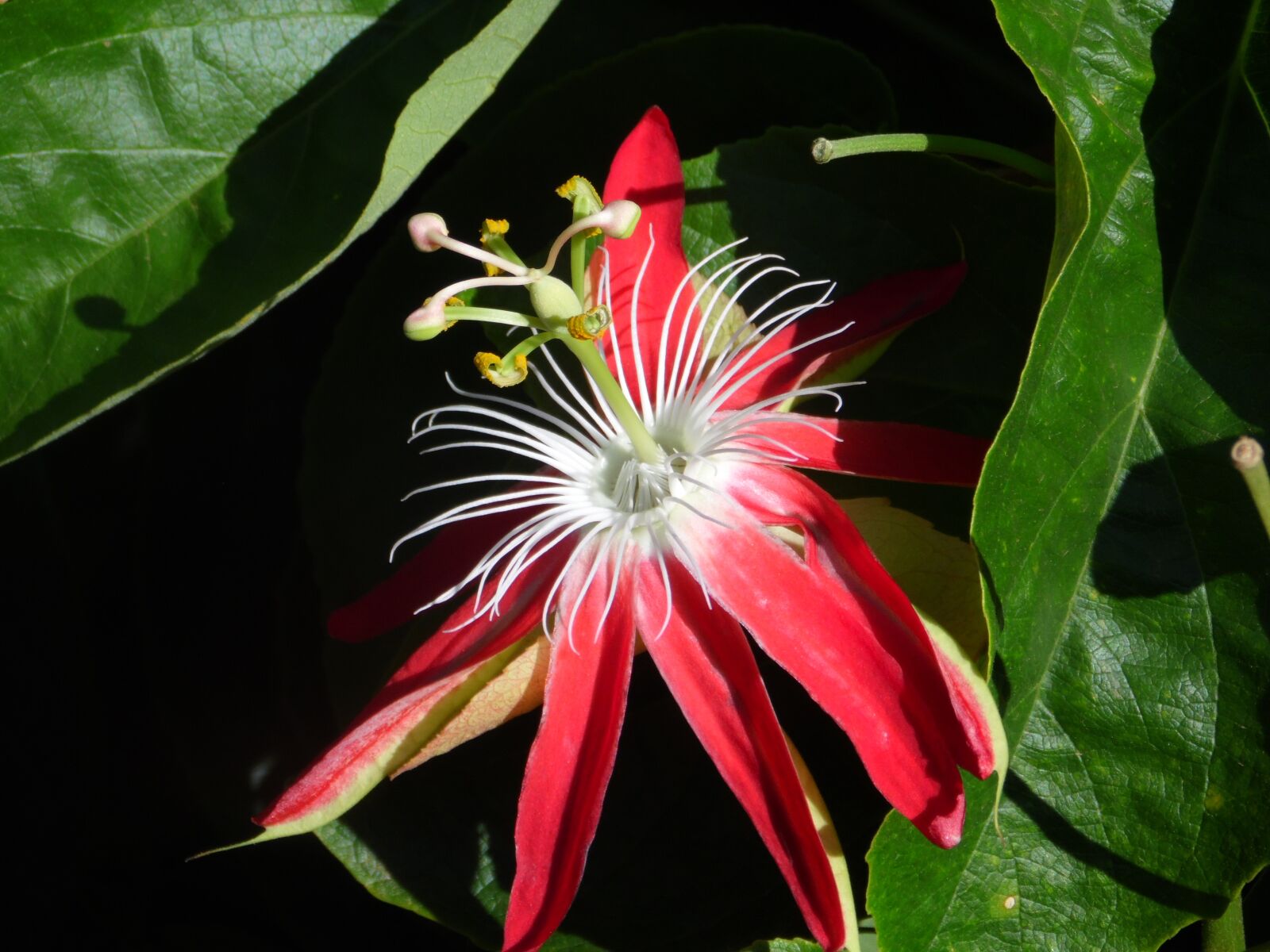 Samsung WB100/  WB101 sample photo. Passion fruit, flower, reproduc photography