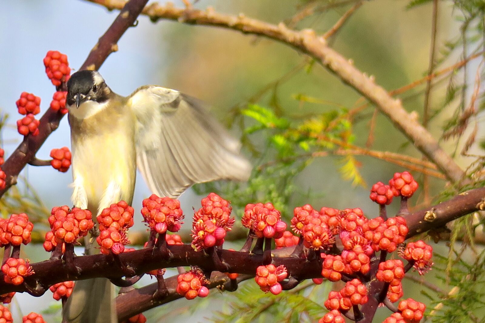 Canon PowerShot G3 X sample photo. Nature, bird, outdoor photography