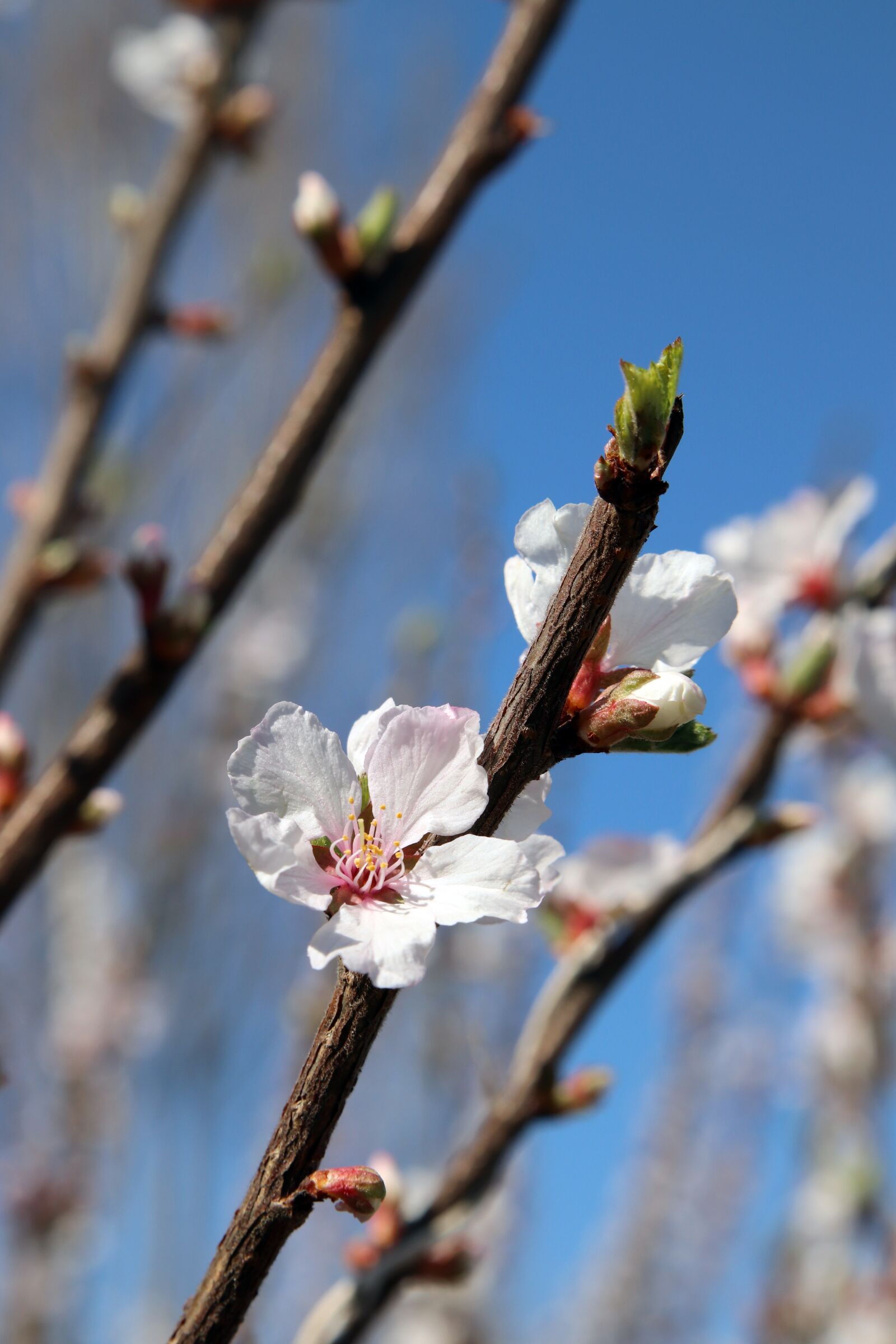 Canon EOS 800D (EOS Rebel T7i / EOS Kiss X9i) sample photo. Spring, flowers, apple tree photography