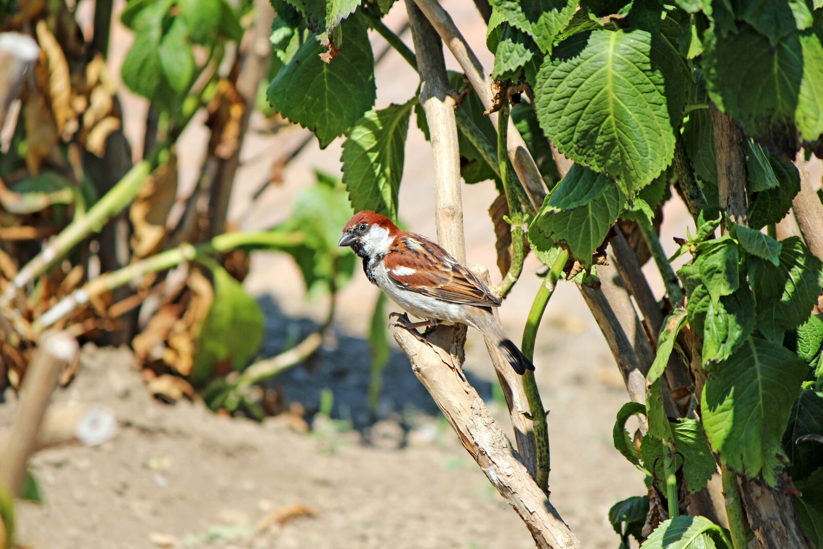 Canon EOS 600D (Rebel EOS T3i / EOS Kiss X5) sample photo. Sperling, bird, sitting photography