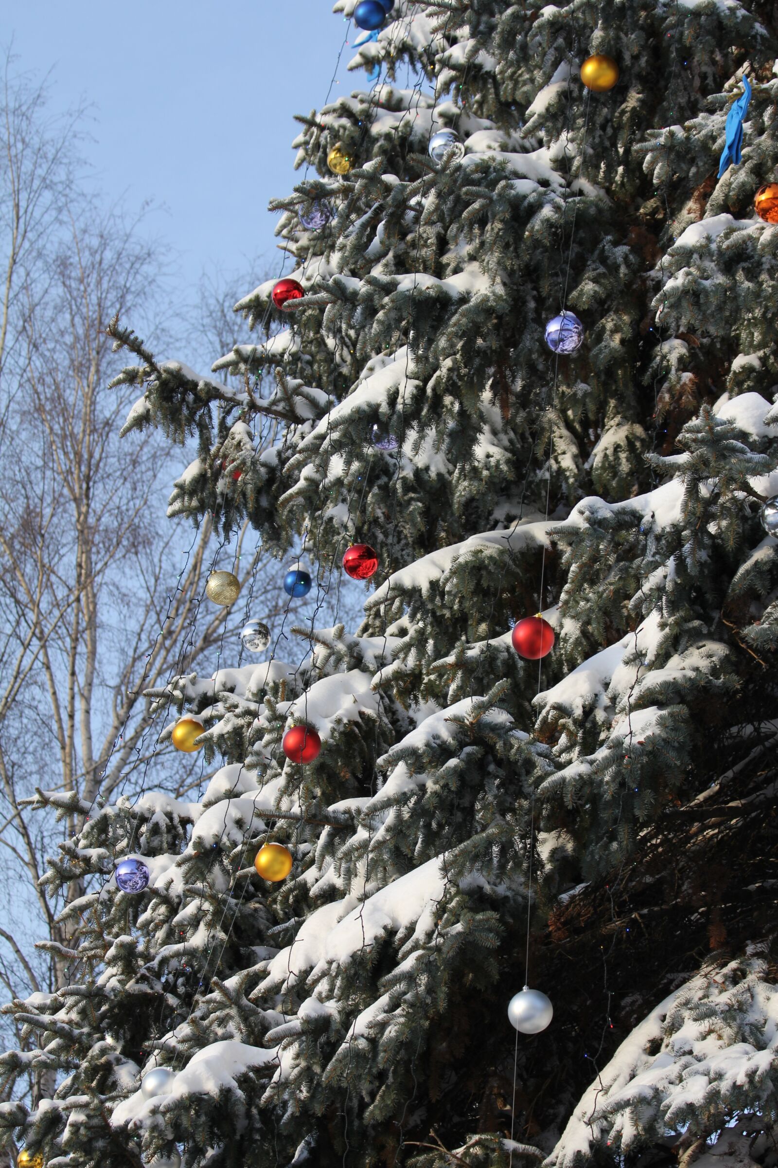 Canon EOS 550D (EOS Rebel T2i / EOS Kiss X4) sample photo. Fir, christmas, tree photography
