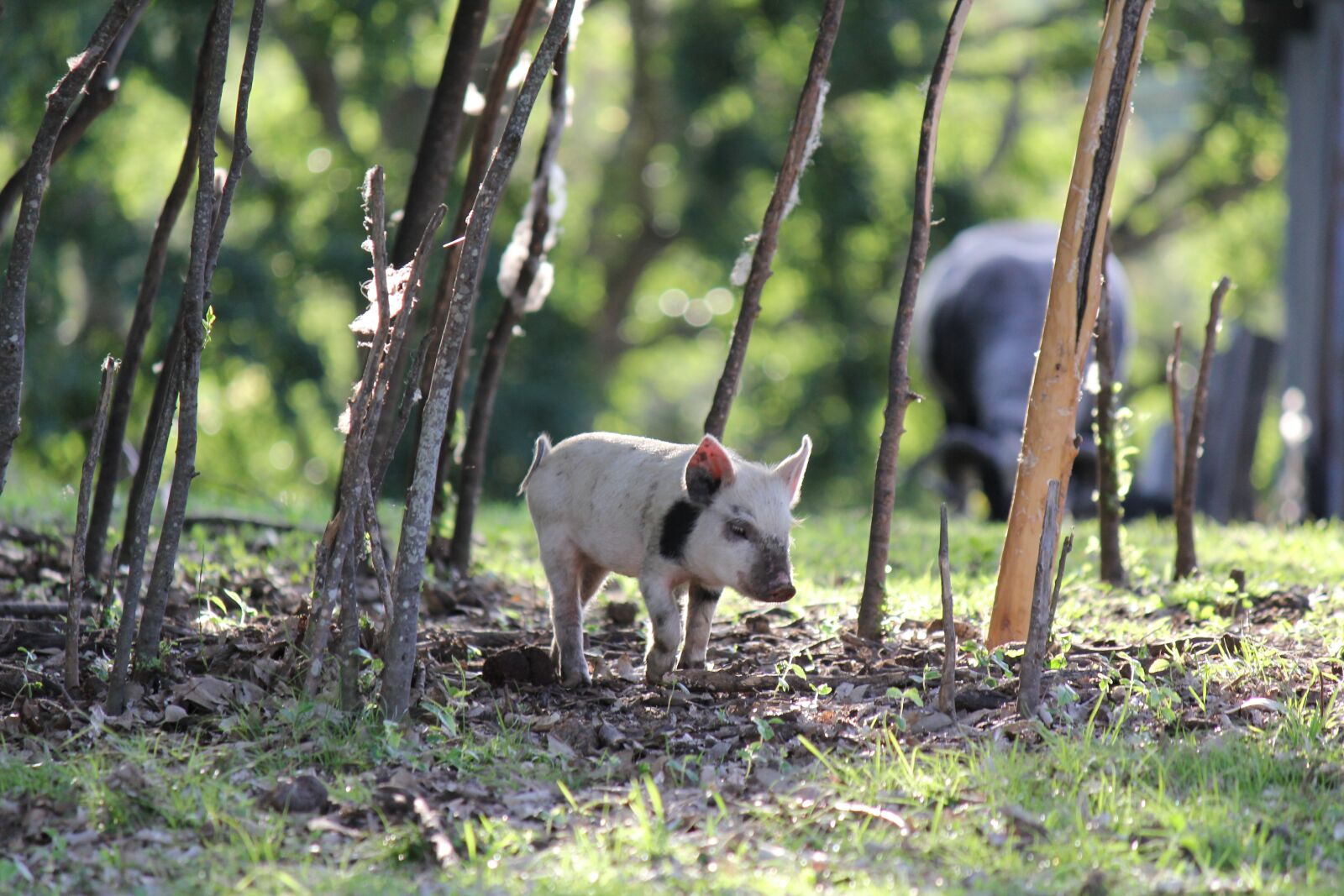 Canon EOS 60D + Canon EF-S 55-250mm F4-5.6 IS sample photo. Nature, mammal, animal photography