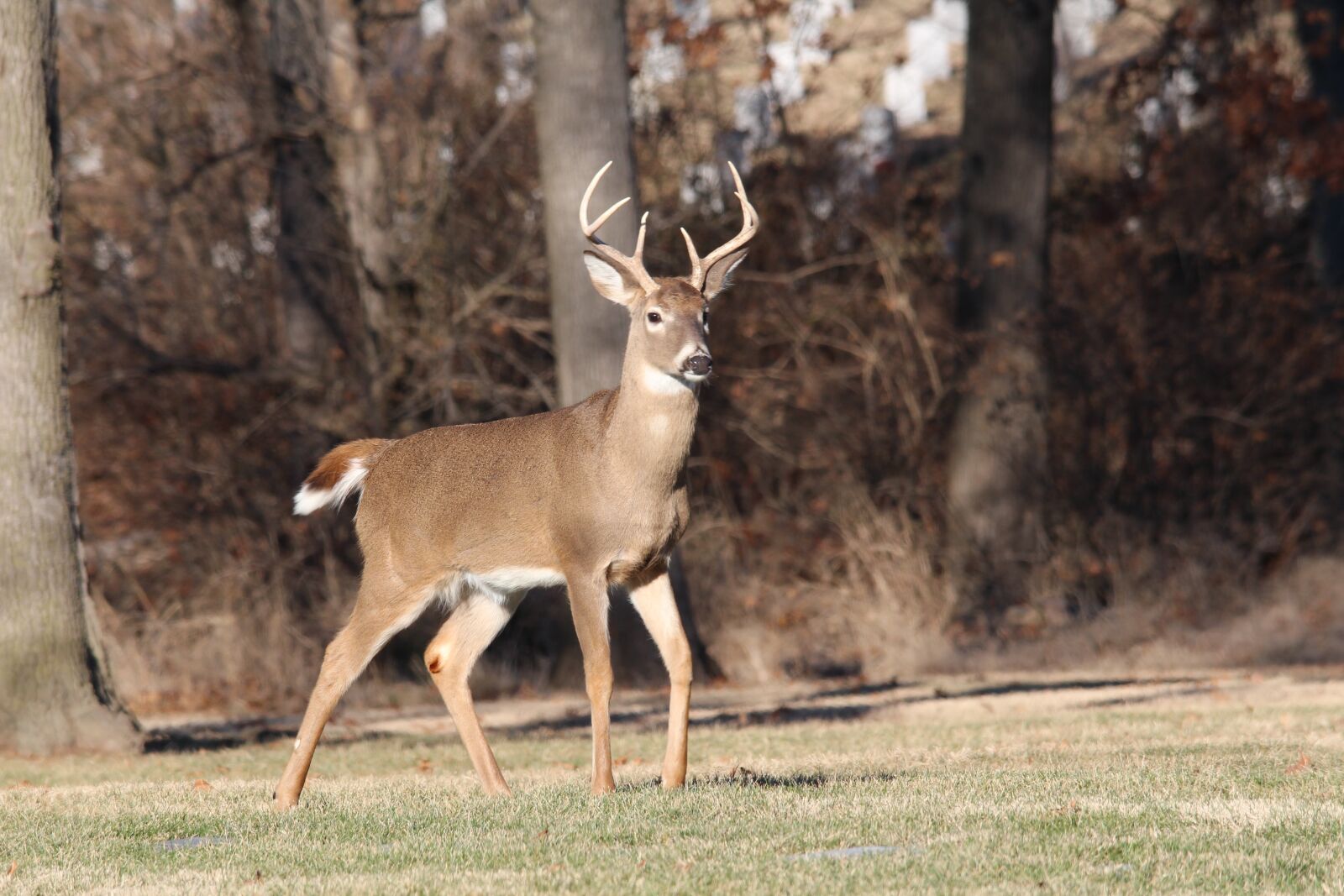 Canon EOS 700D (EOS Rebel T5i / EOS Kiss X7i) sample photo. Deer, buck, wildlife photography