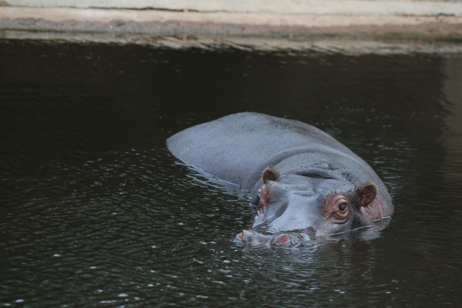 Canon EOS 550D (EOS Rebel T2i / EOS Kiss X4) sample photo. Hippopotamus, animal, hippo photography