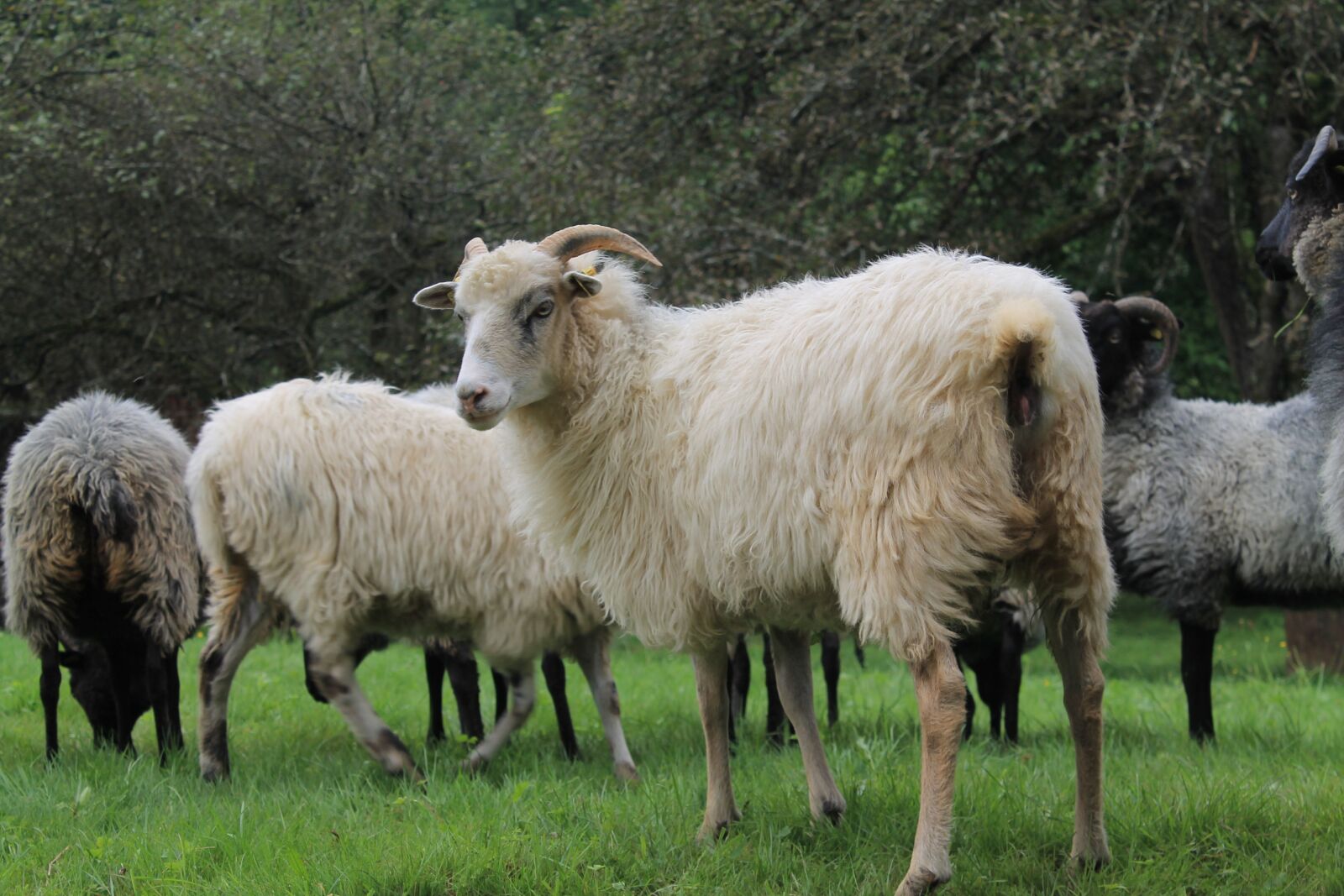 Canon EOS 1100D (EOS Rebel T3 / EOS Kiss X50) sample photo. Heidschnucke, sheep, horns photography