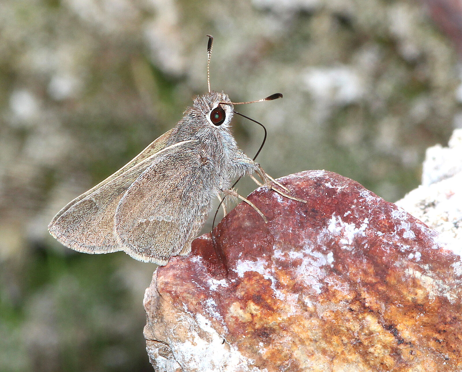 Canon EF 300mm F4L IS USM sample photo