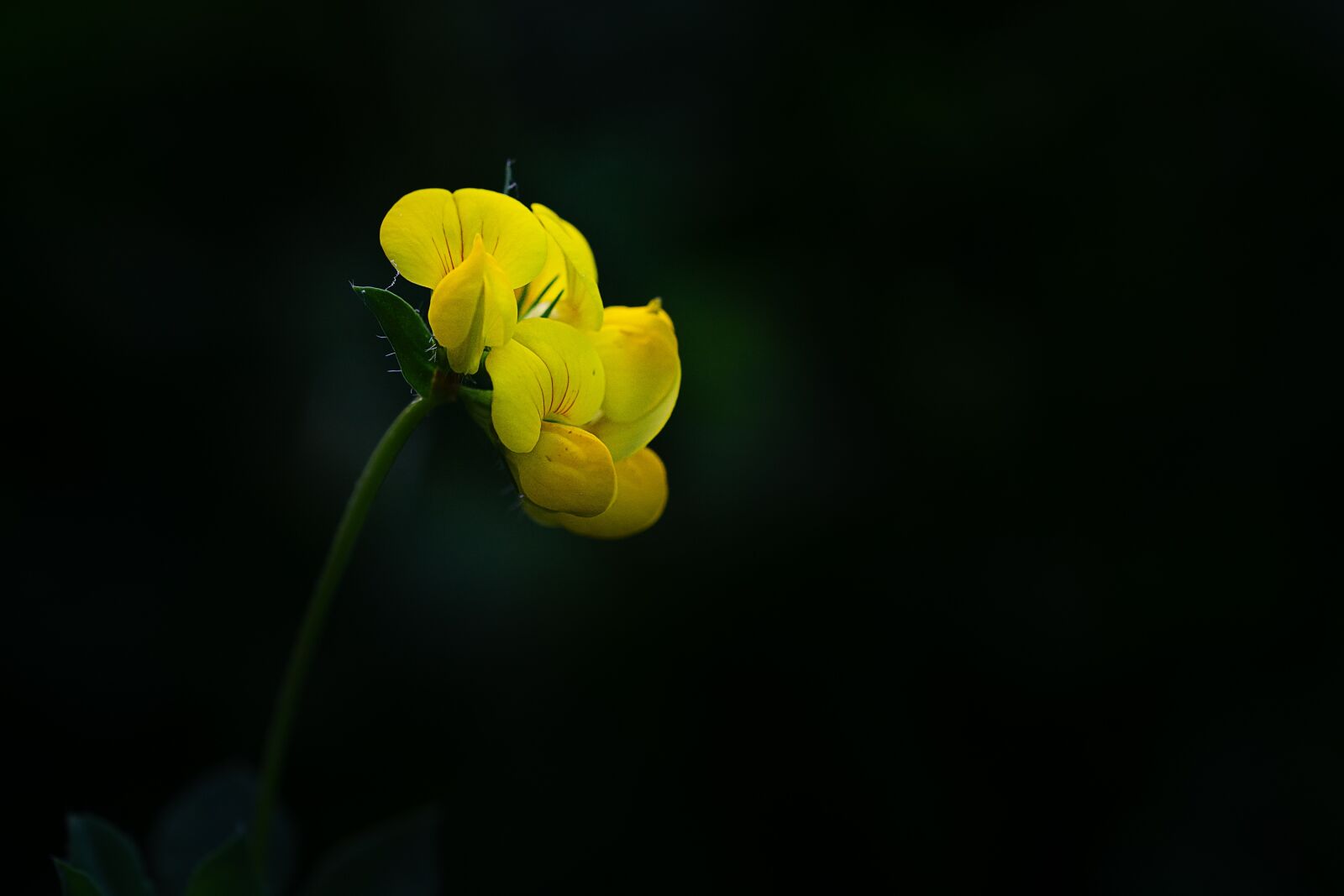 Nikon D7100 sample photo. Flower, yellow, yellow flower photography