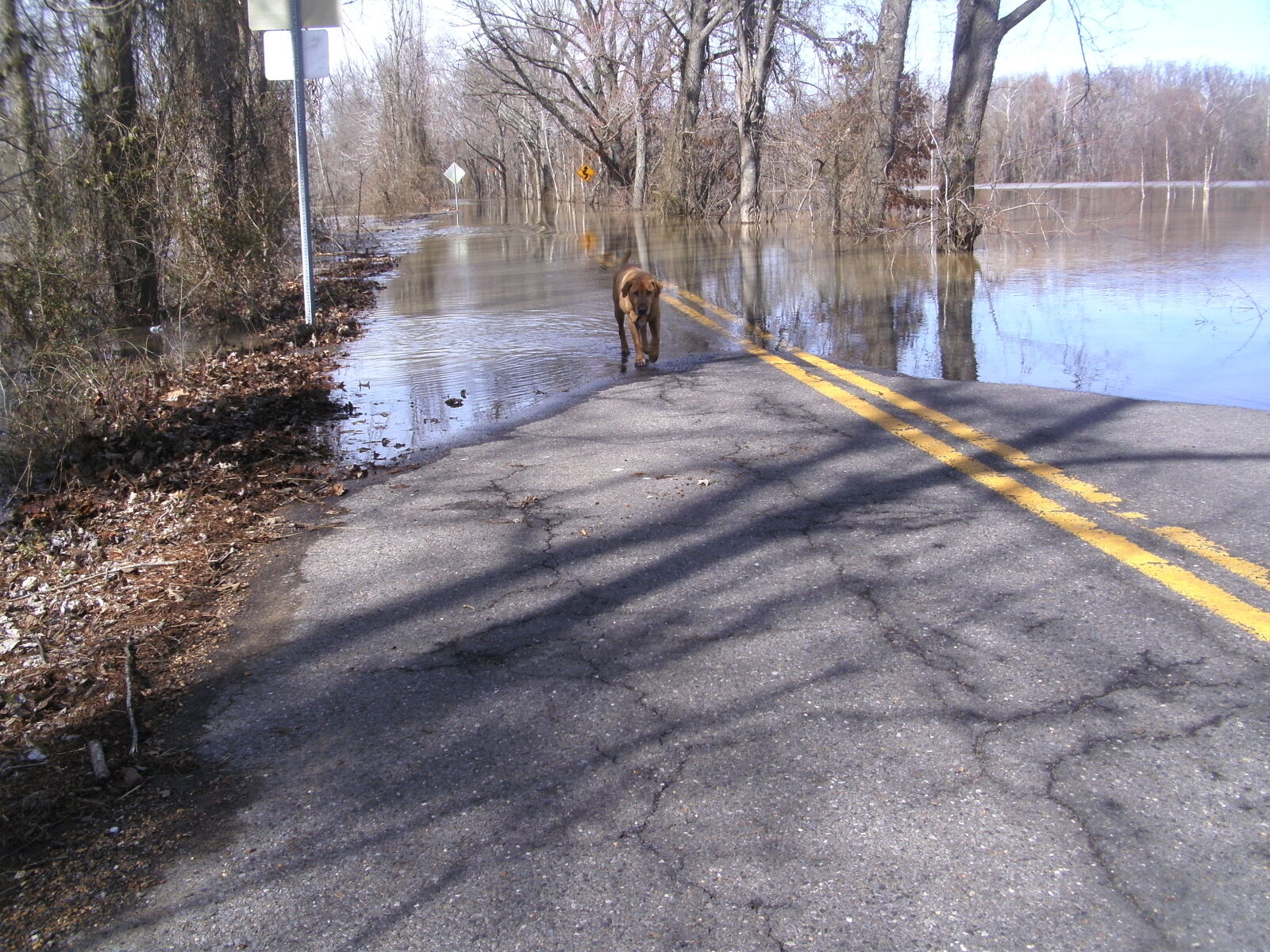 CAMERA 8MP-9HX sample photo. Dog, flood, road, water photography