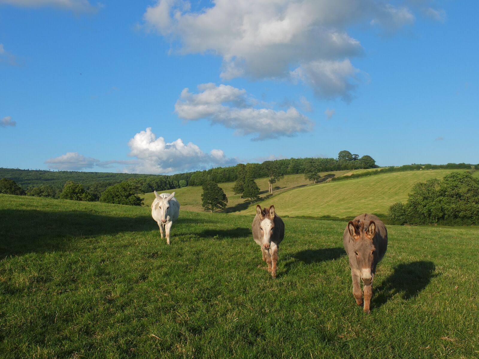 Fujifilm X10 sample photo. Donkeys, nature, farm photography