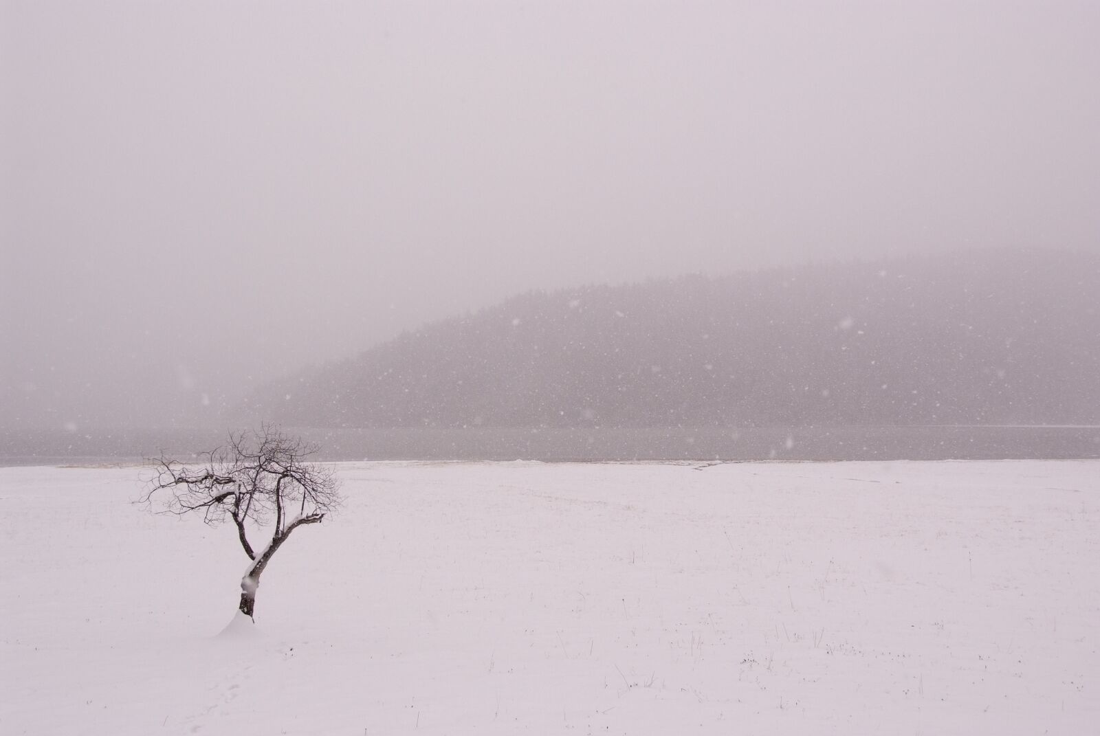 Fujifilm FinePix S5 Pro sample photo. Snow, tree photography