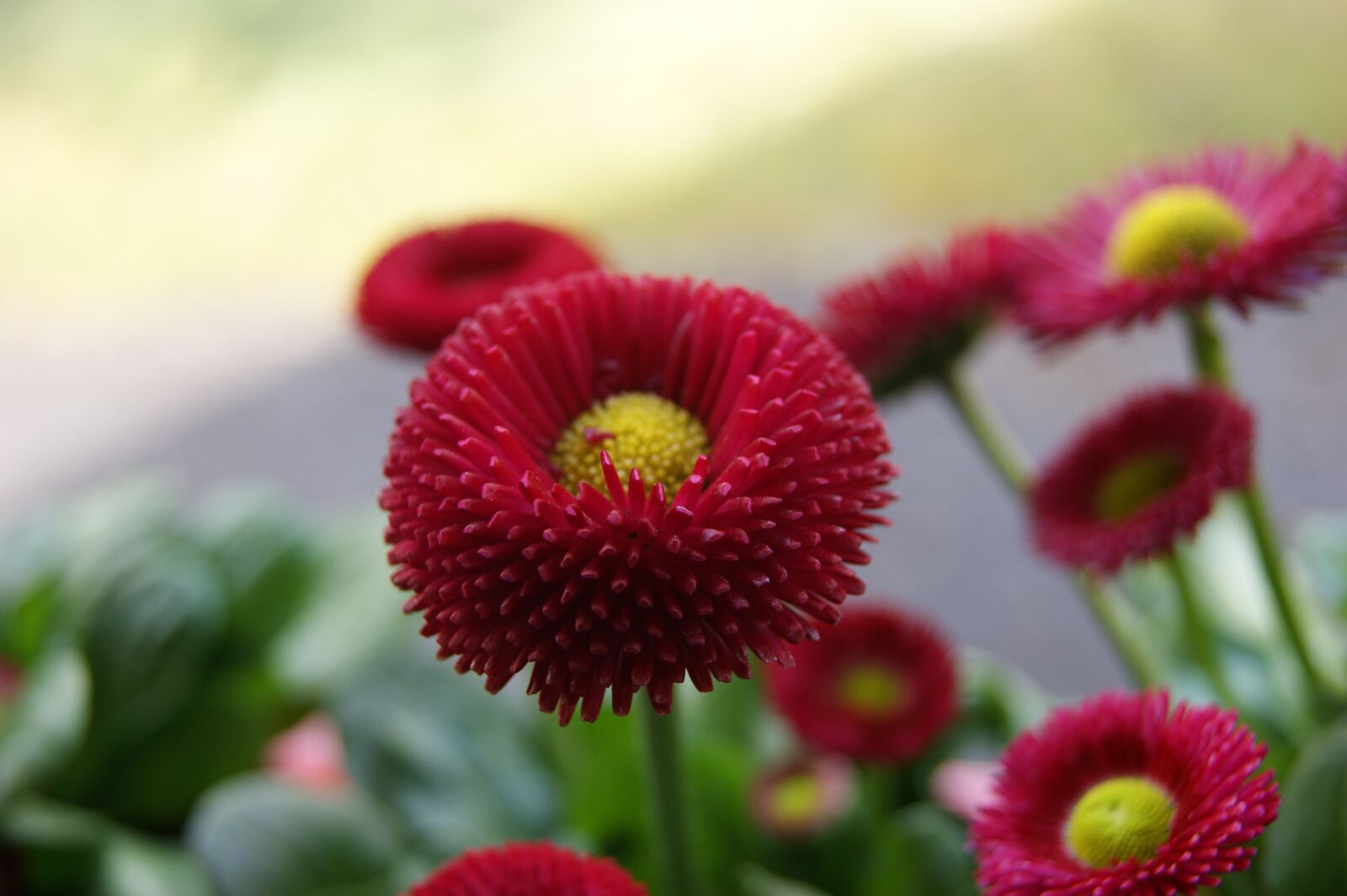 Sony Alpha DSLR-A290 sample photo. Flower, spring, nature photography