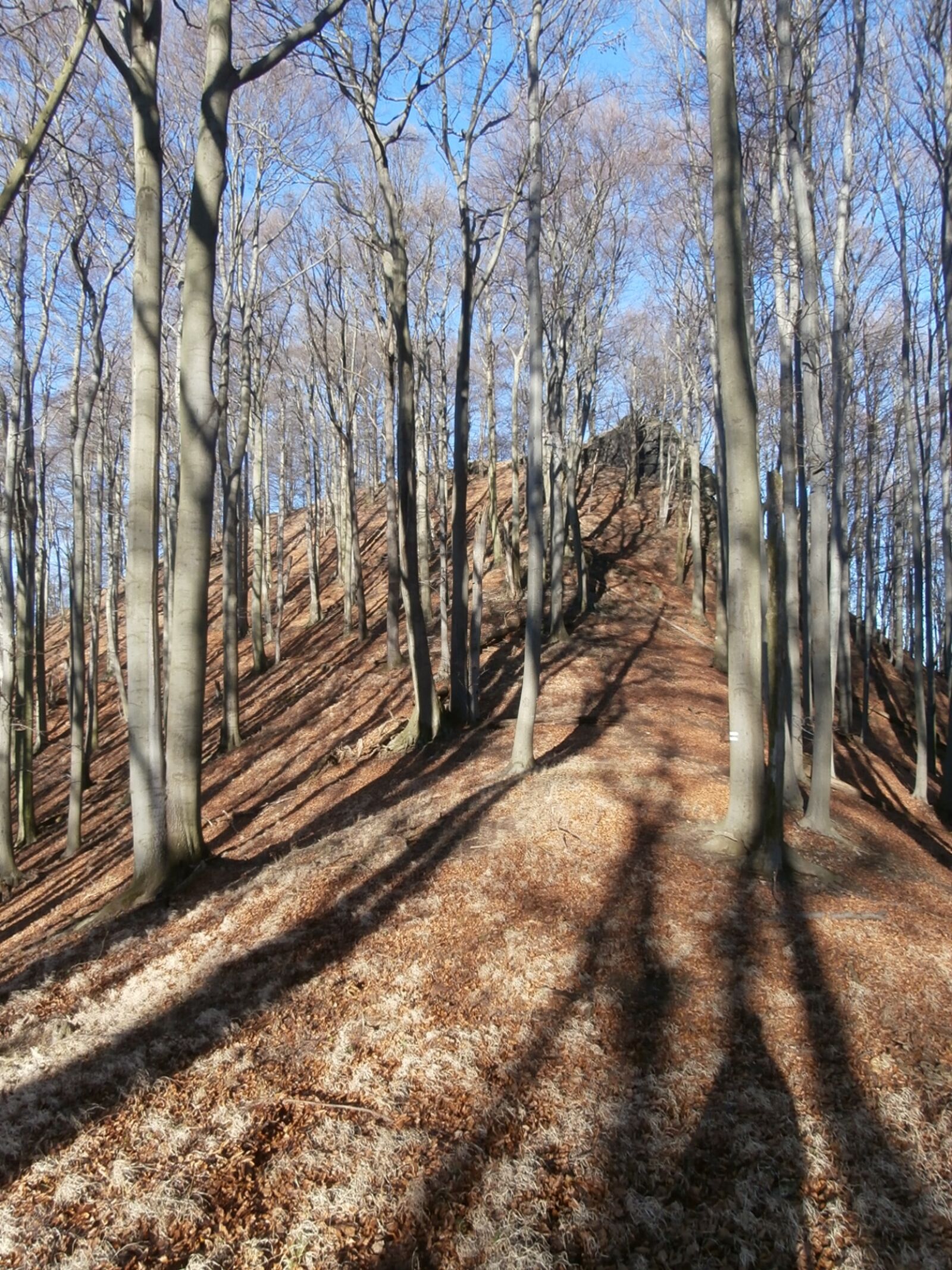 Olympus VR350,D755 sample photo. Forest, light, nature photography