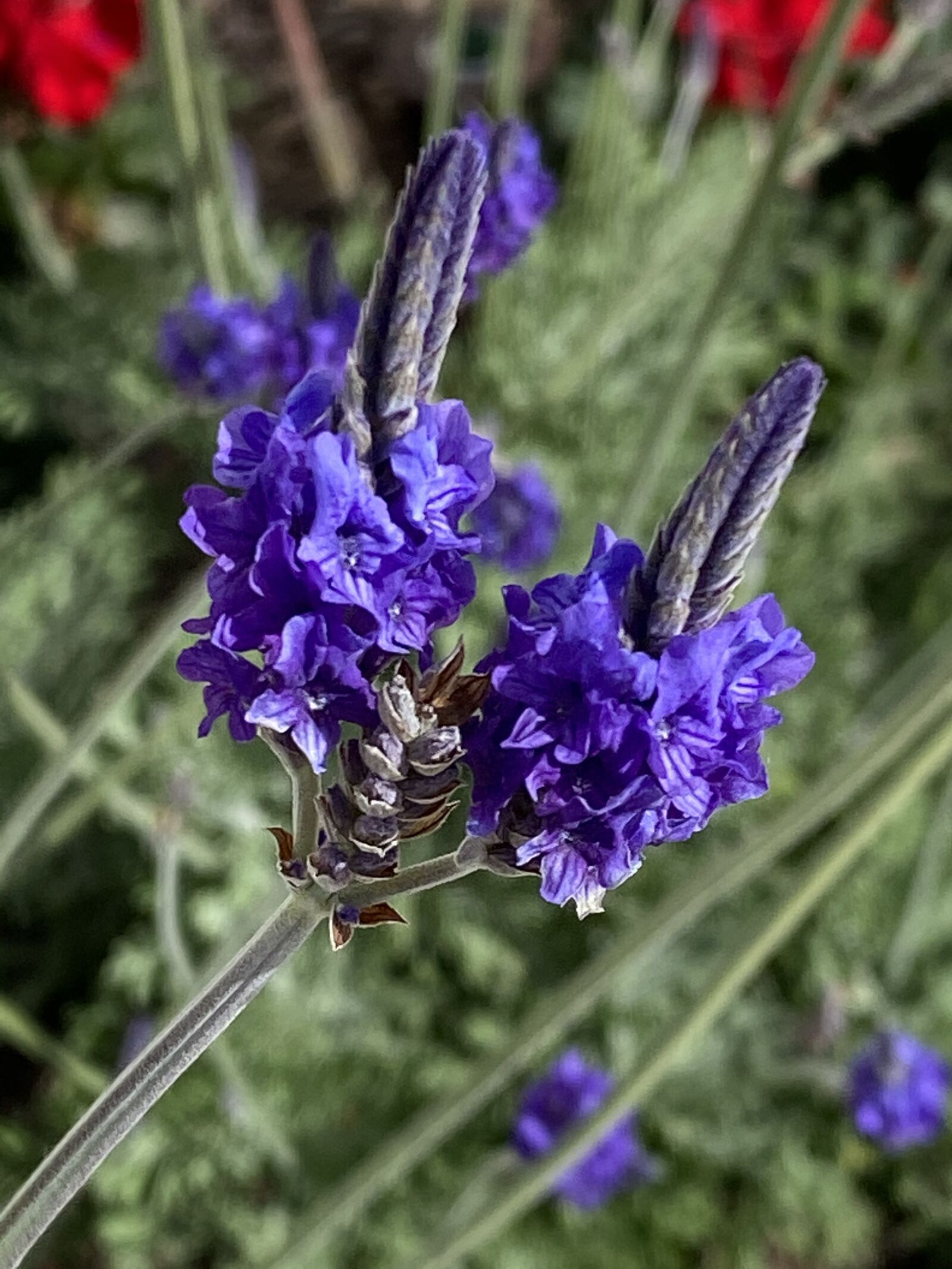 Apple iPhone 11 Pro Max sample photo. Botanical, lavender, nature photography