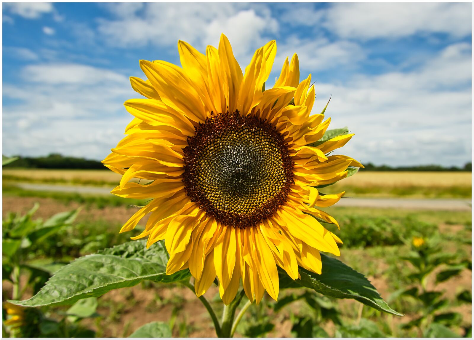Sony a6100 + Sony E 16-50mm F3.5-5.6 PZ OSS sample photo. Sunflower, pollination, flower photography