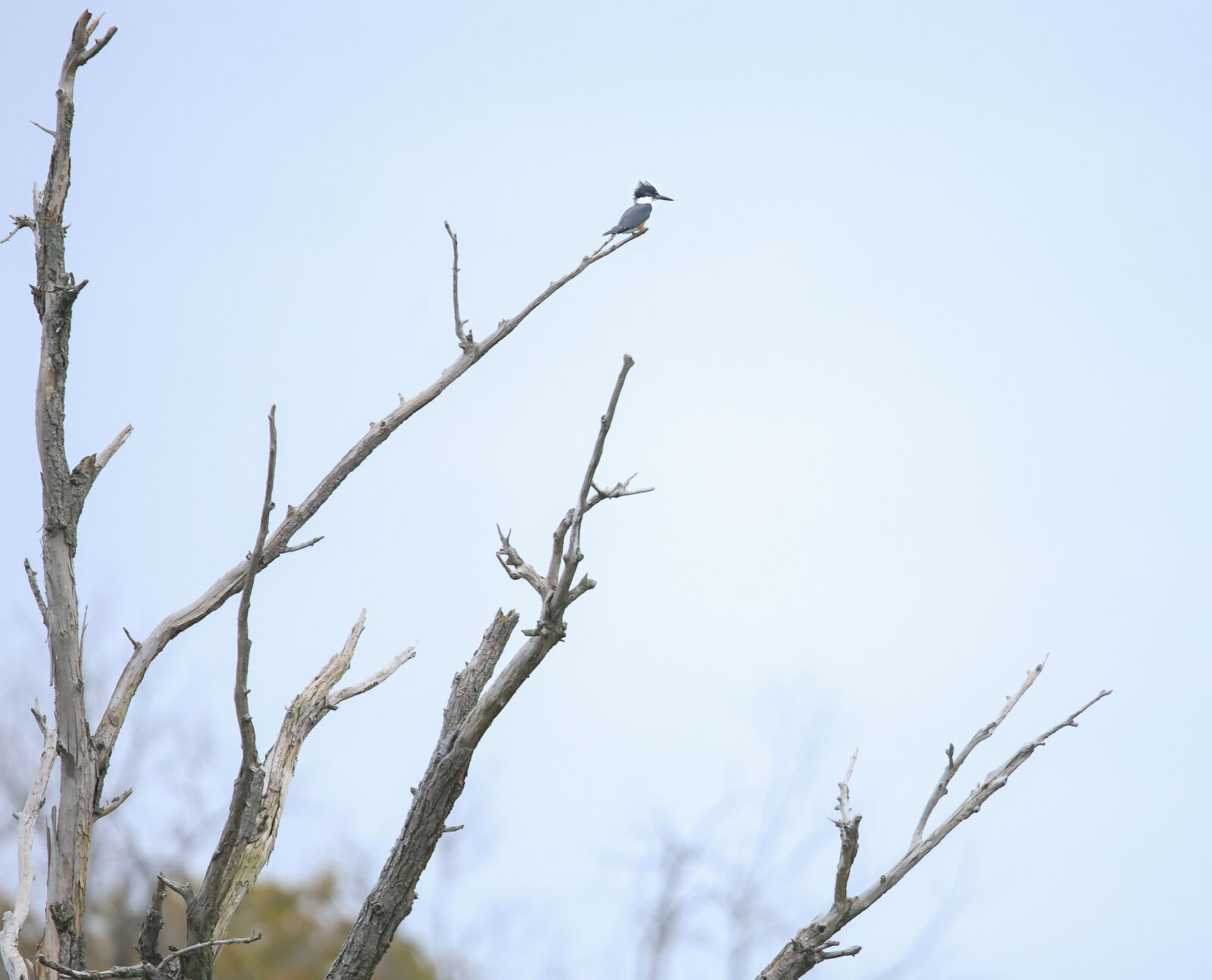 Sigma 500mm F4.5 EX DG HSM sample photo