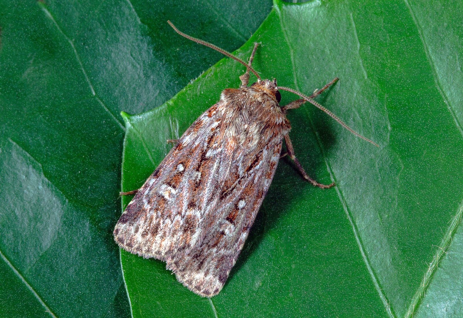 Canon EOS 400D (EOS Digital Rebel XTi / EOS Kiss Digital X) sample photo. True-lovers-knot, moth, wings photography