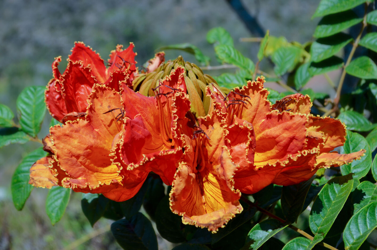 Nikon D5100 sample photo. Colombia, flor, flower, green photography