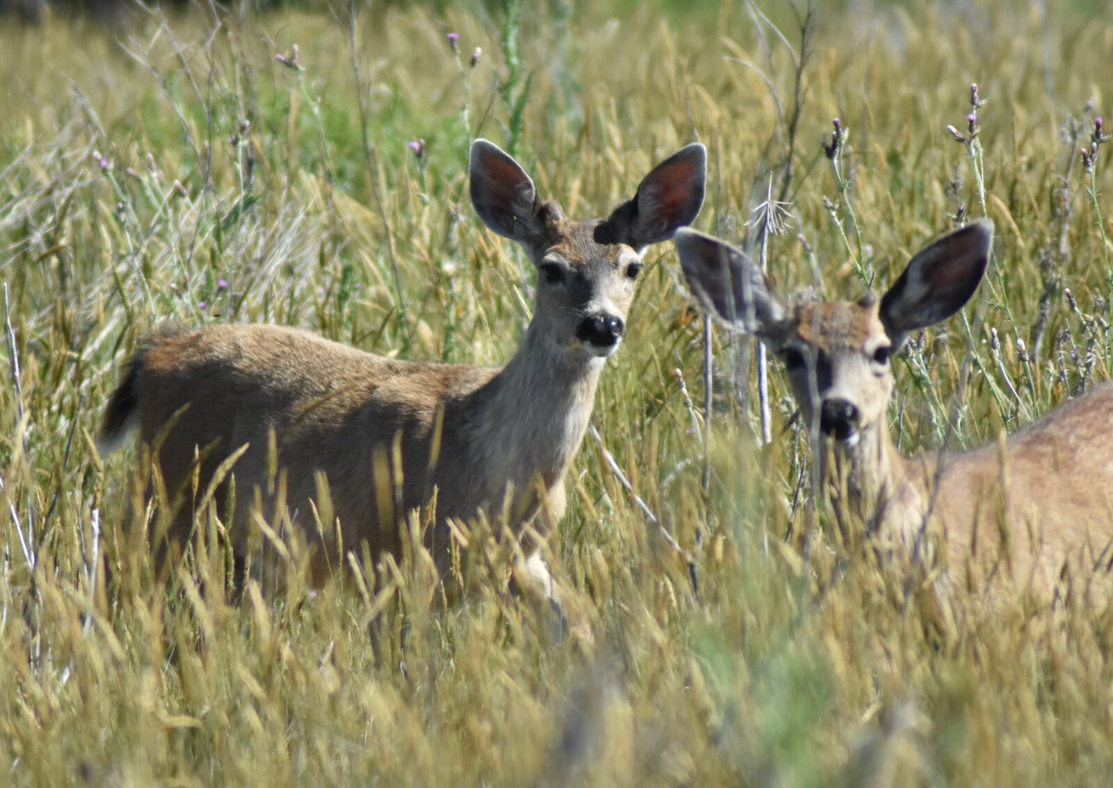 Nikon D3400 sample photo. Deer, wildlife, animal photography