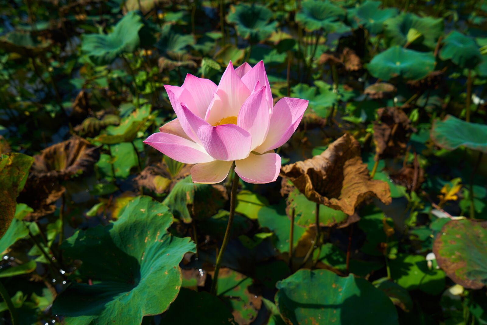 Sony a7R II sample photo. Flower, lotus, nature photography