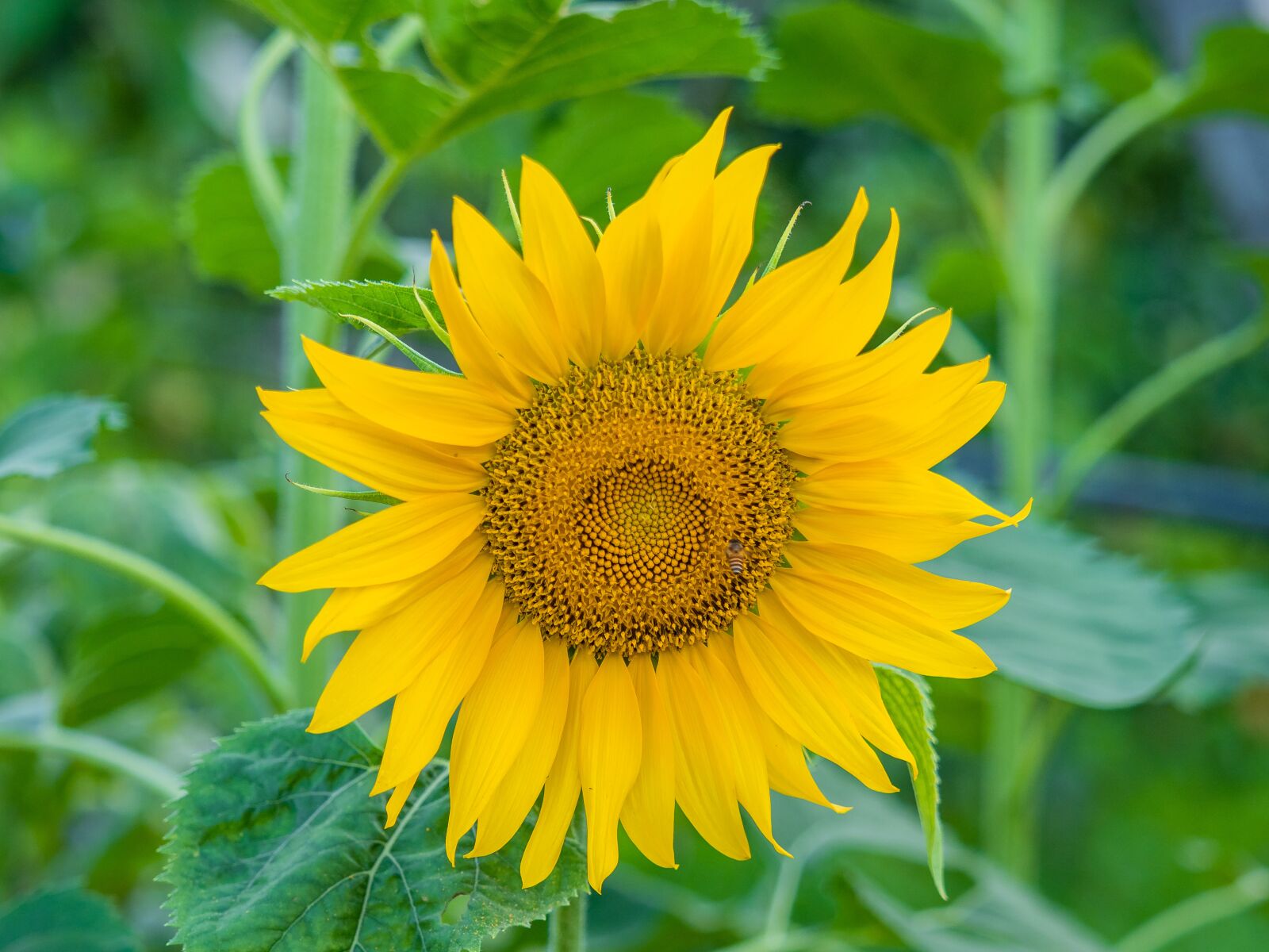 Olympus M.Zuiko Digital ED 40-150mm F2.8 Pro sample photo. Gold, sunflower, flower photography