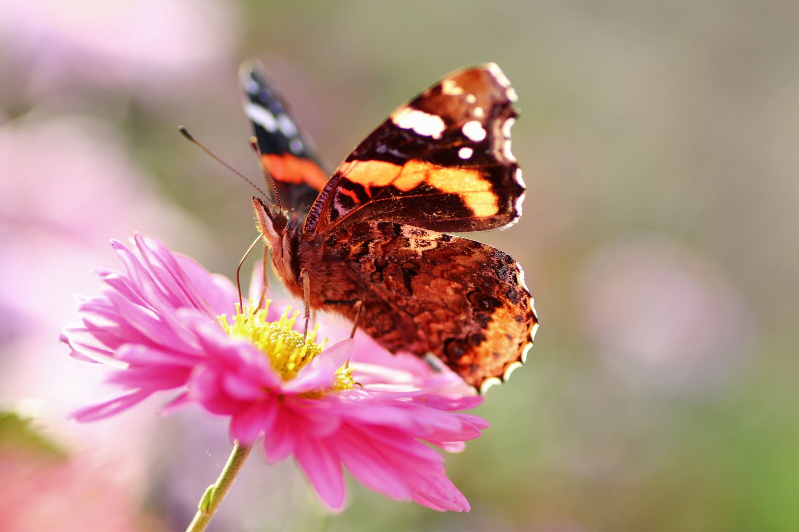 Tamron SP 90mm F2.8 Di VC USD 1:1 Macro sample photo. Admiral, butterfly, protection of photography