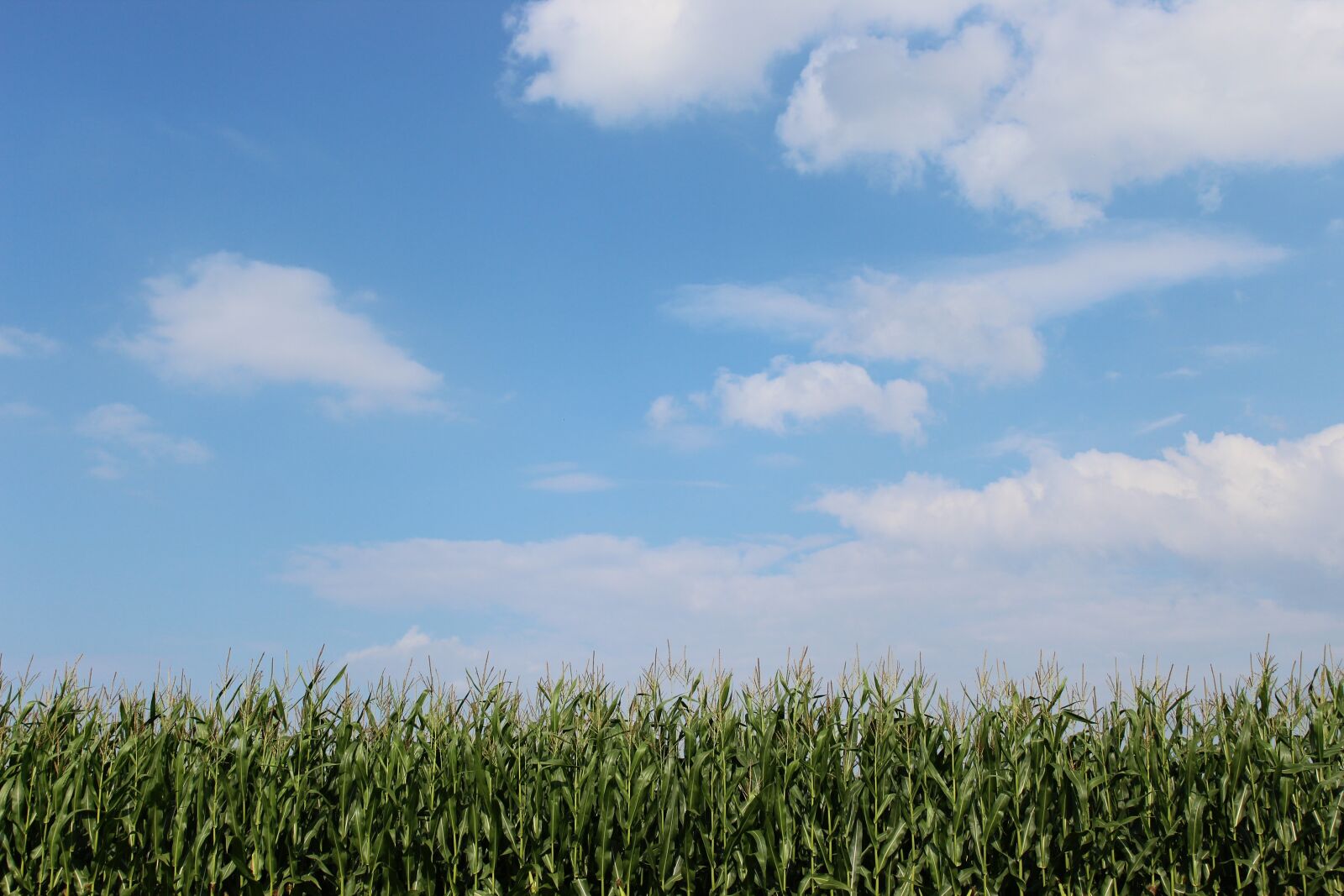 Canon EOS 1300D (EOS Rebel T6 / EOS Kiss X80) sample photo. Cornfield, clouds, sky photography