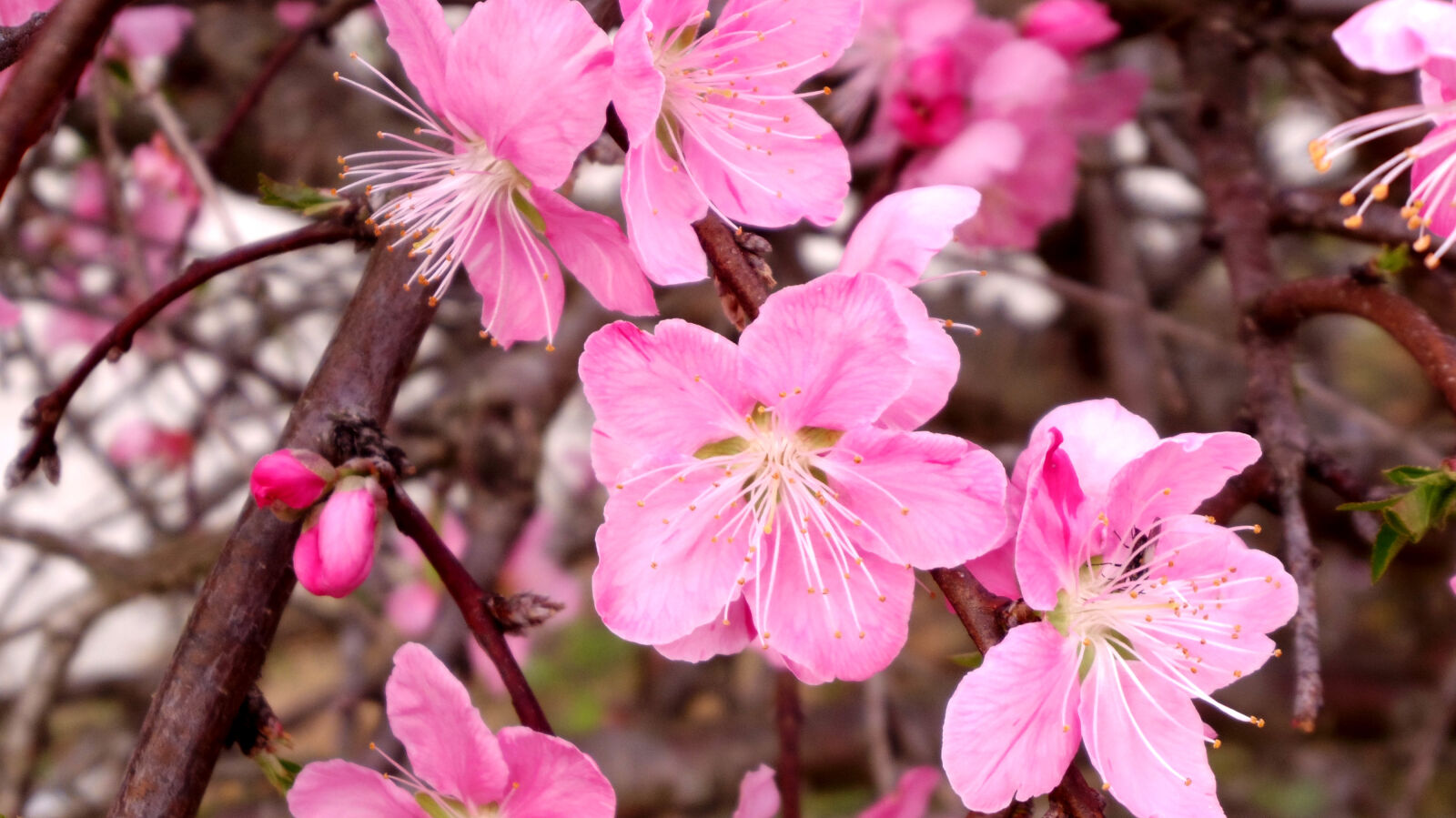 Pentax 02 Standard Zoom sample photo. Beautiful, bloom, blooming, blossom photography