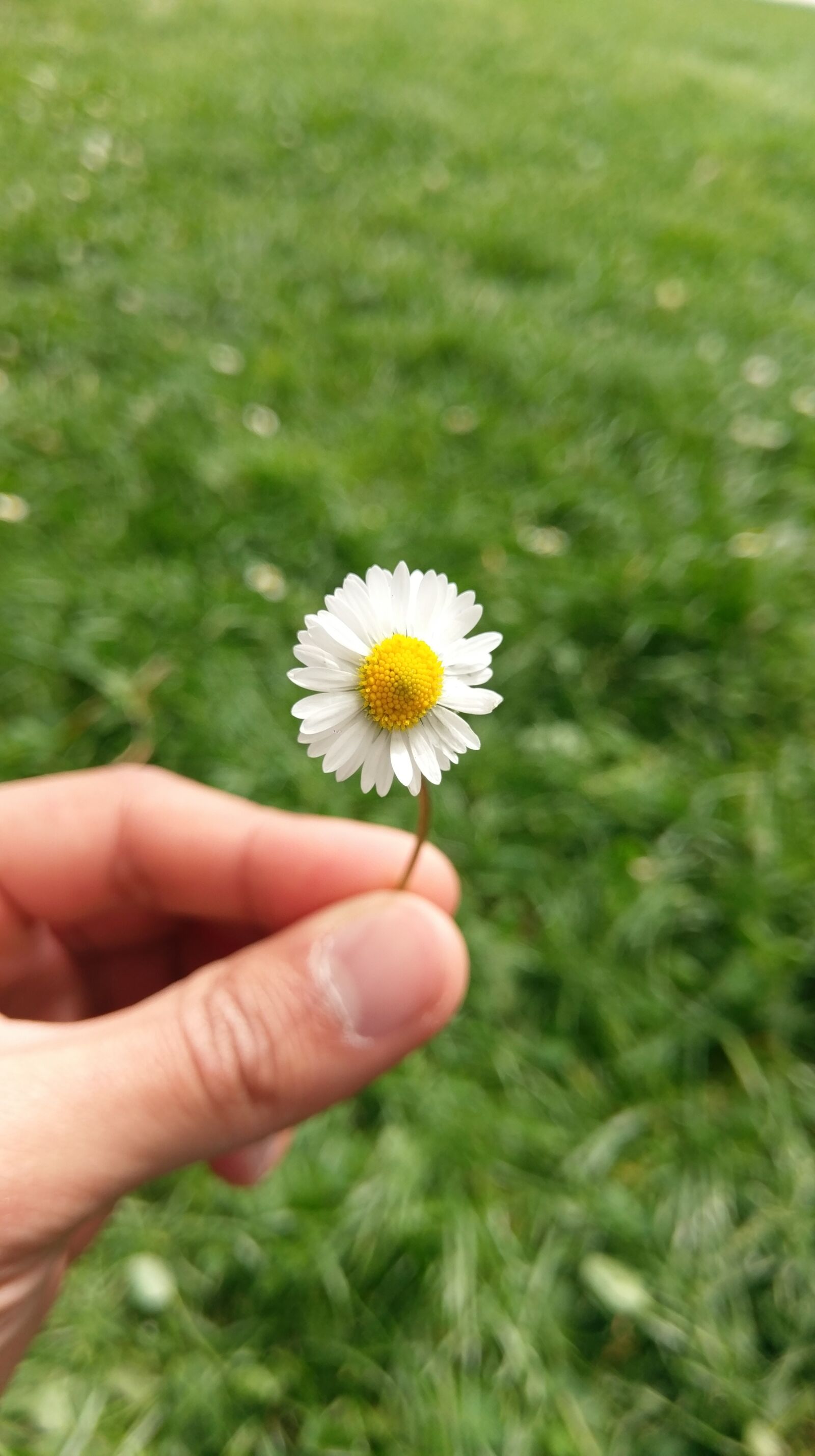 HTC 10 sample photo. Flower, margaret, prato photography