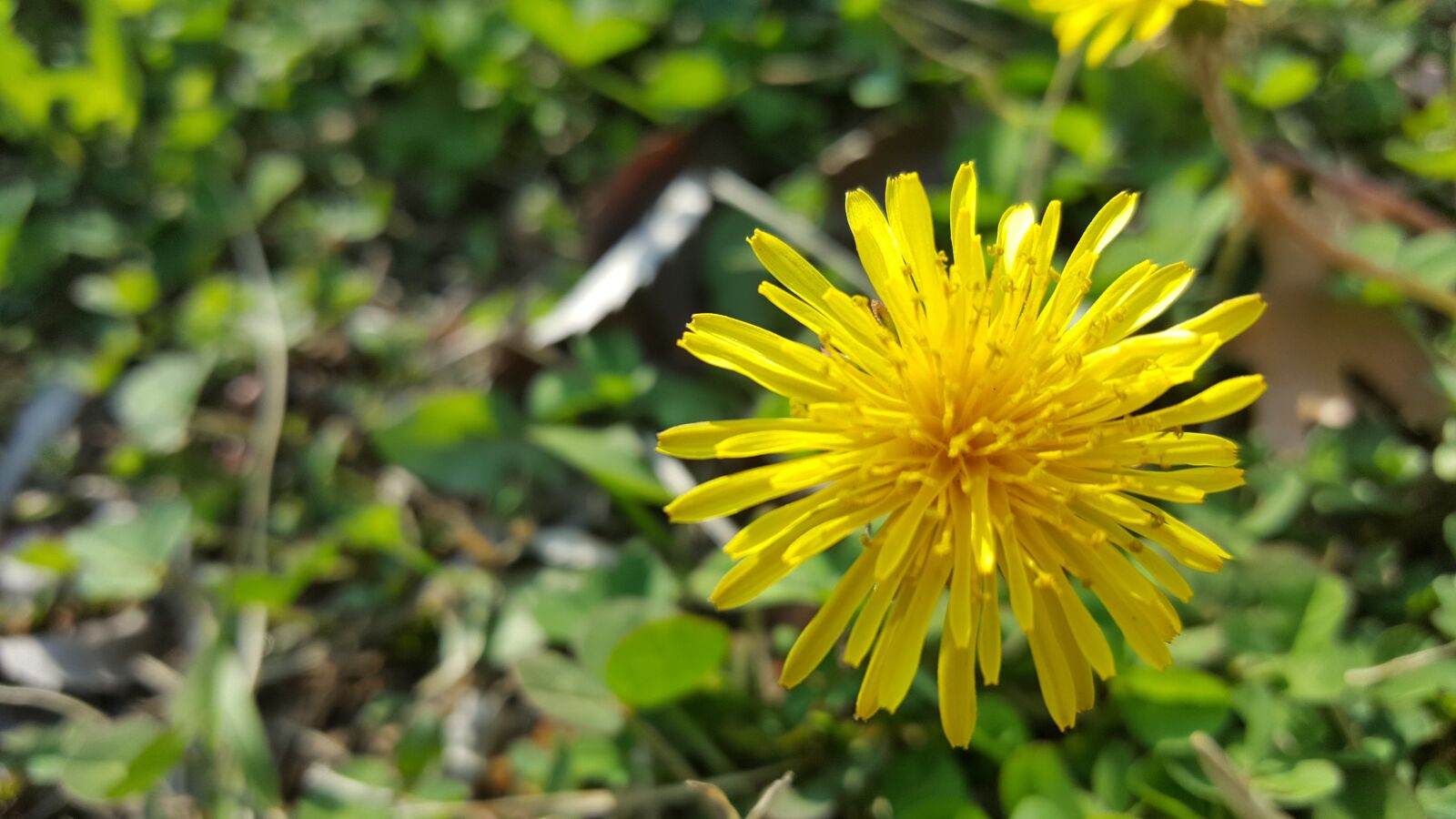 Samsung Galaxy Note5 sample photo. Spring, flowers, dandelion photography