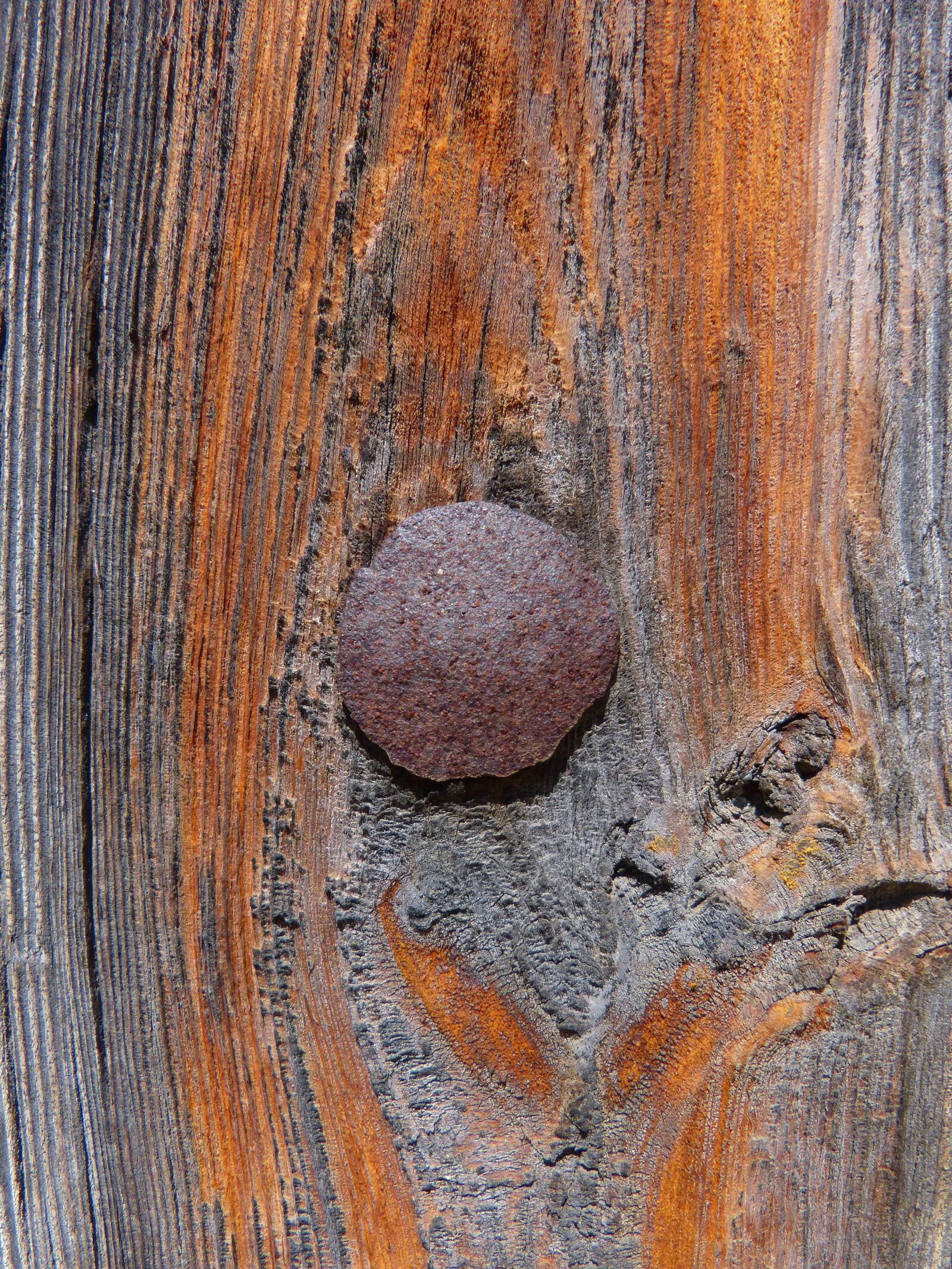 Panasonic DMC-FZ62 sample photo. Door, nail, texture photography