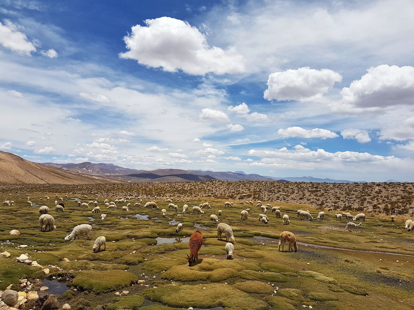 Samsung Galaxy S7 sample photo. Sheep, landscape, animals photography