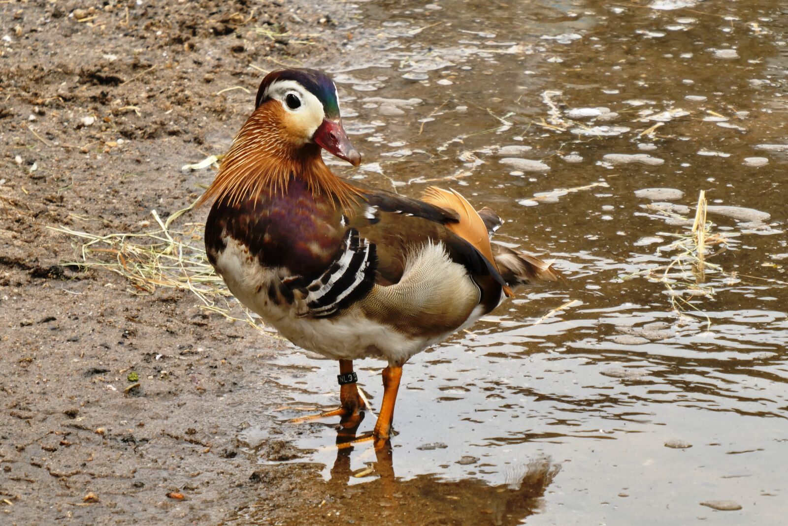 Panasonic Lumix DC-ZS70 (Lumix DC-TZ90) sample photo. Duck, beautiful colors, petting photography