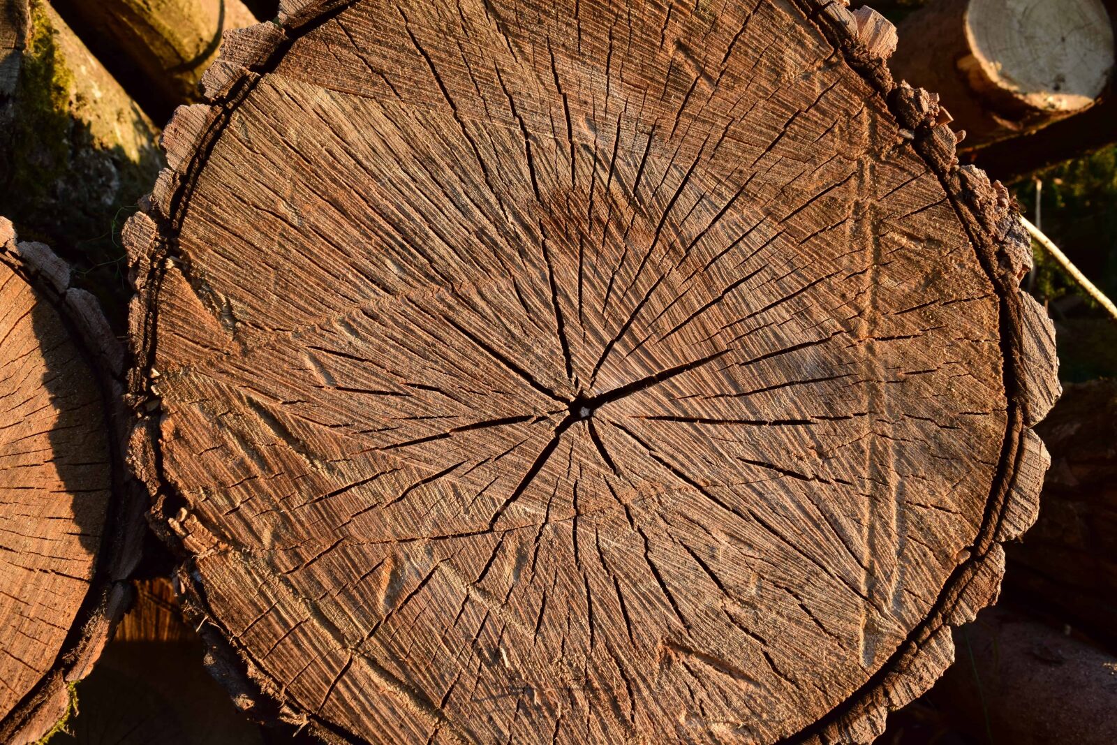 Nikon D3300 sample photo. Wood, plant, forest, dry photography