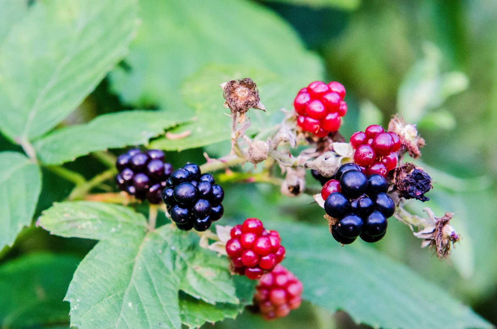 Nikon D7000 sample photo. Blackberry, garden, fruit photography