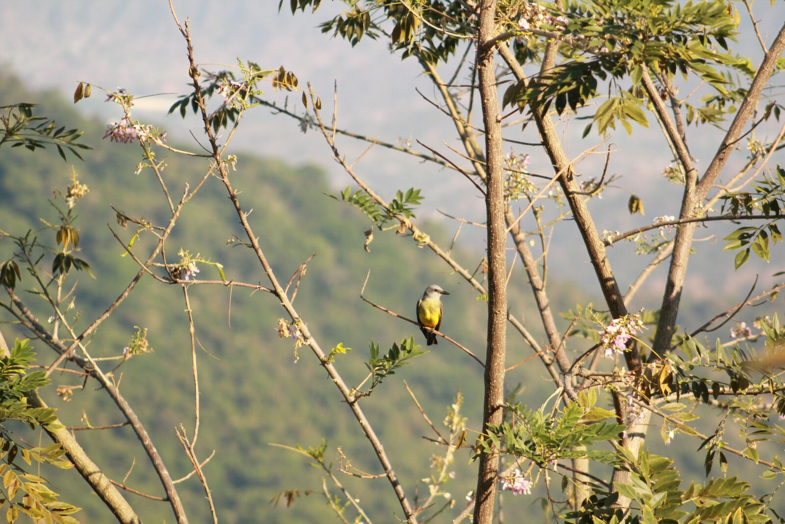 Canon EOS 550D (EOS Rebel T2i / EOS Kiss X4) sample photo. Birds, nature, animals photography